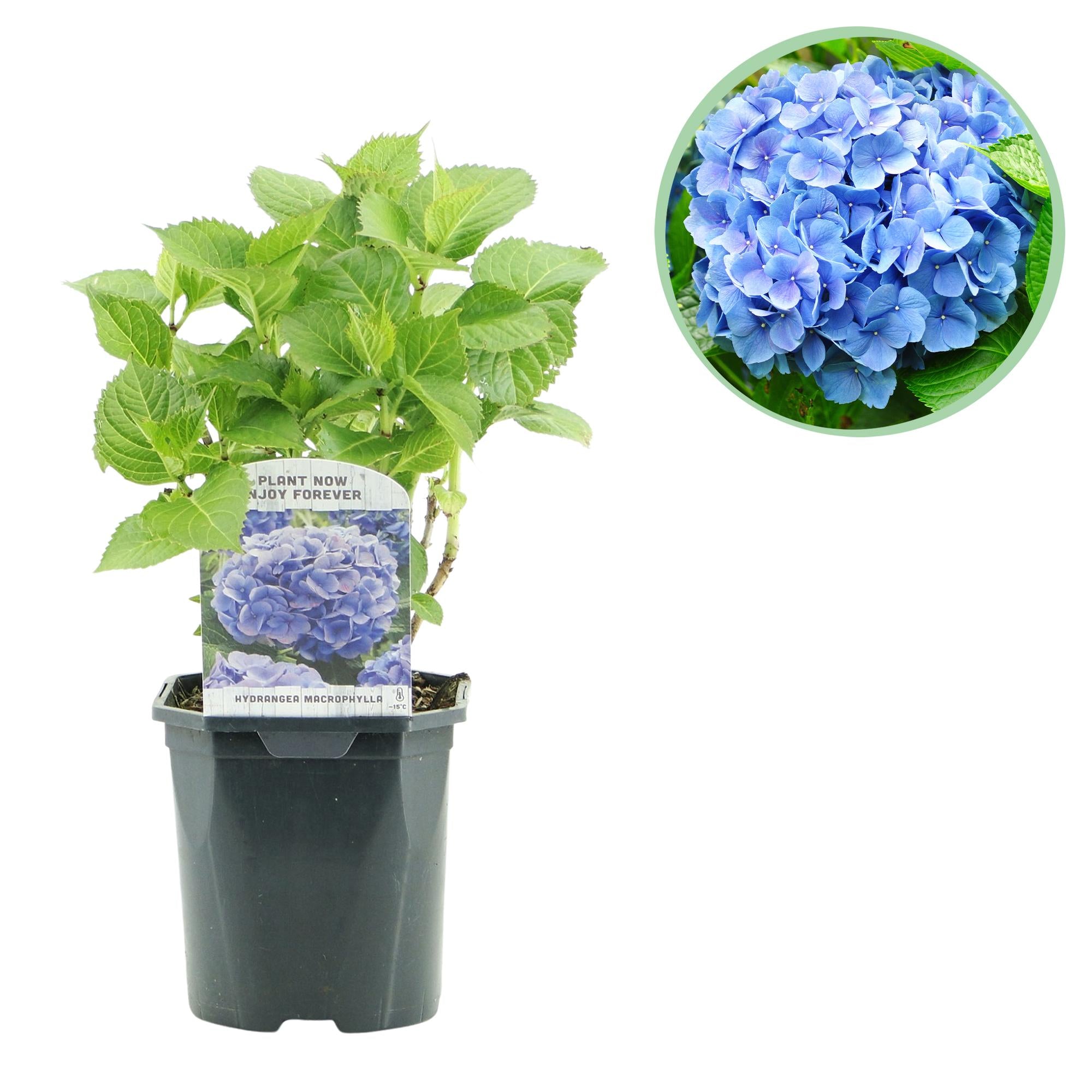 Hydrangea macrophylla – ortensia robusta in diversi colori - 1 pianta, vaso da 17 cm, altezza 30 cm