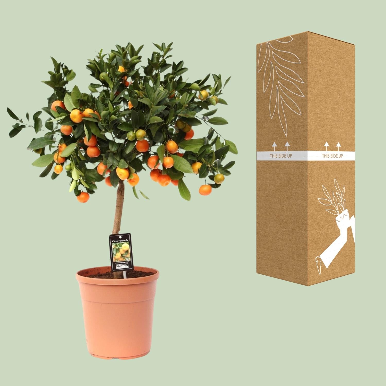 Calamondinorange (Citrus calamondin) – 40–80 cm