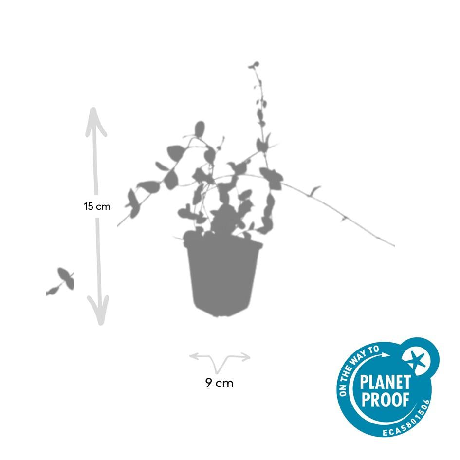 Kleines Immergrün ‘Blue and Gold’ (Vinca minor) – Ø9 cm, 10–25 cm Höhe