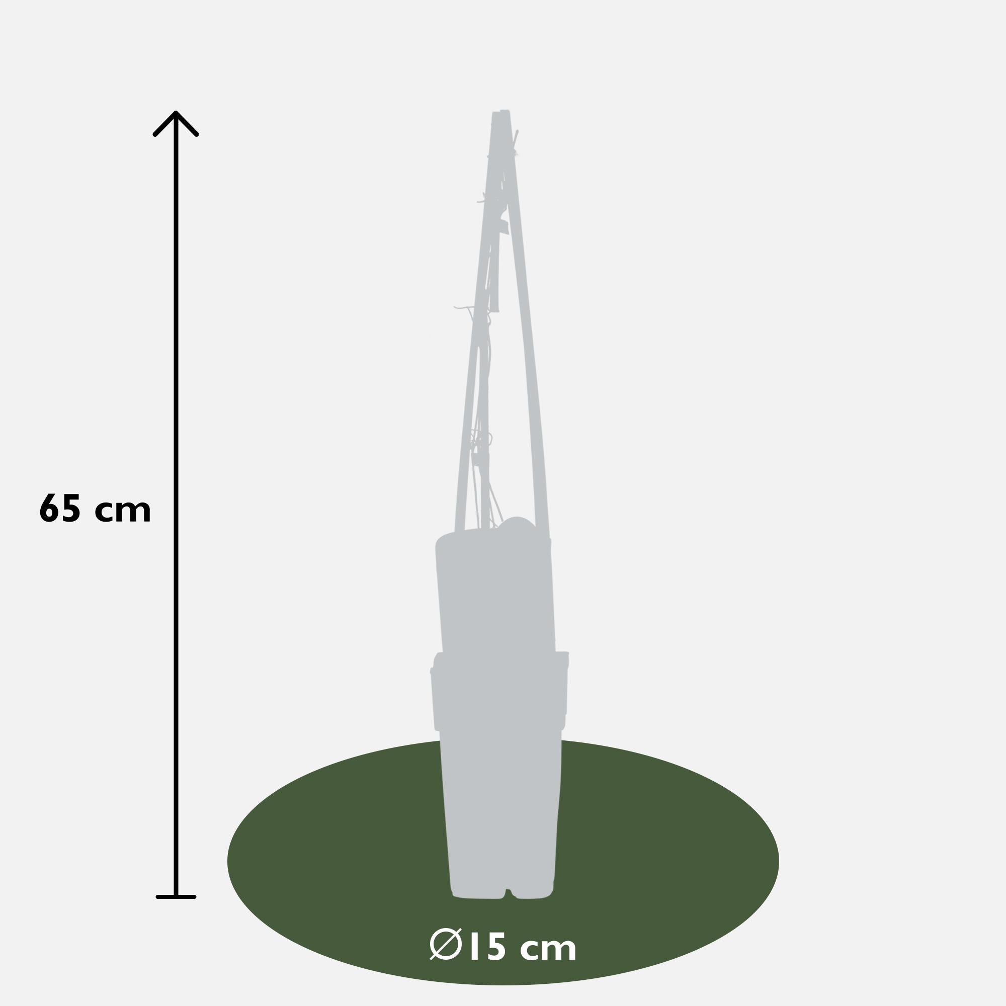 Clematis 'Piilu' – a richly flowering climbing plant with pink blossoms, 15 cm pot, 65 cm