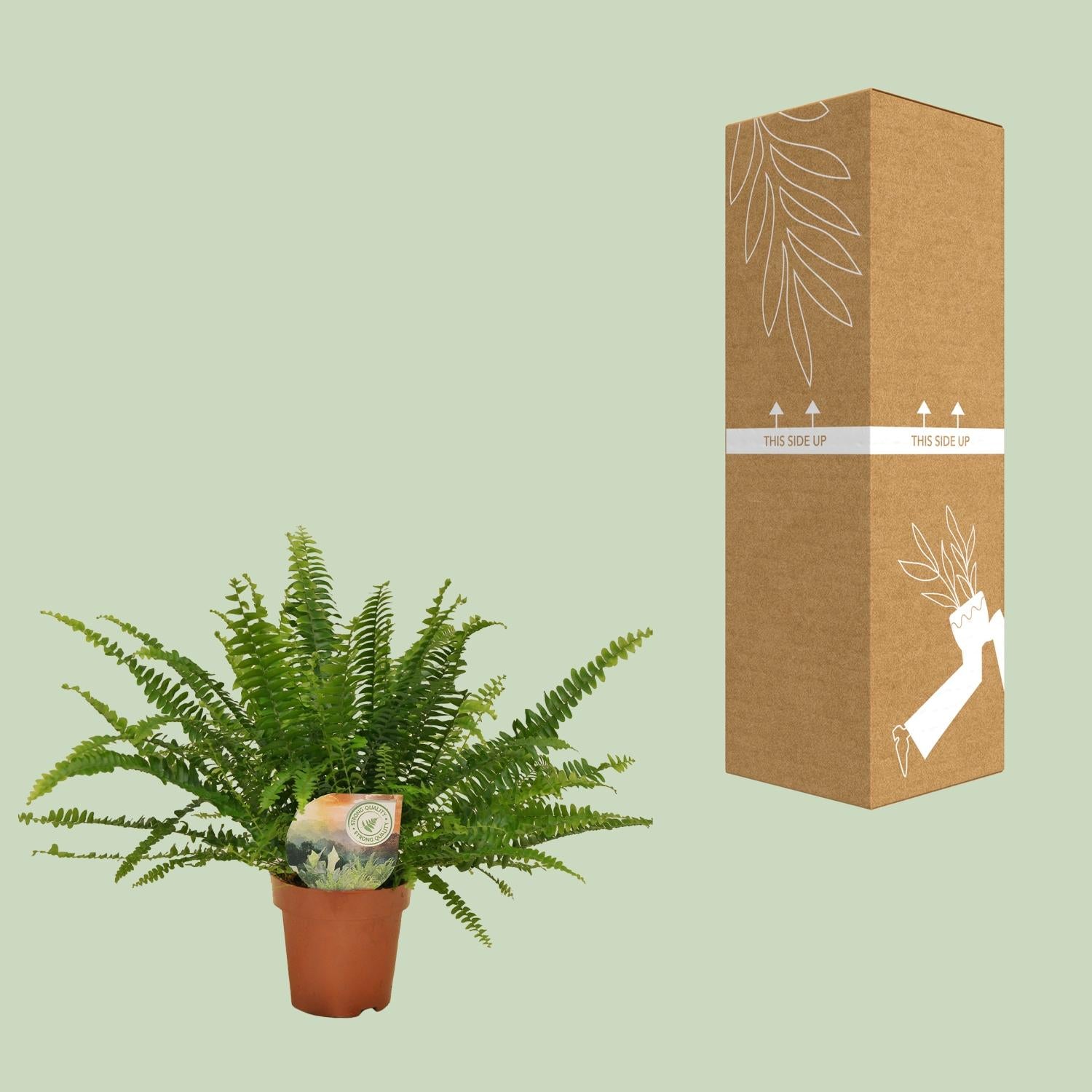 Grüner Farn „Green Lady“ (Nephrolepis) – 30–80 cm