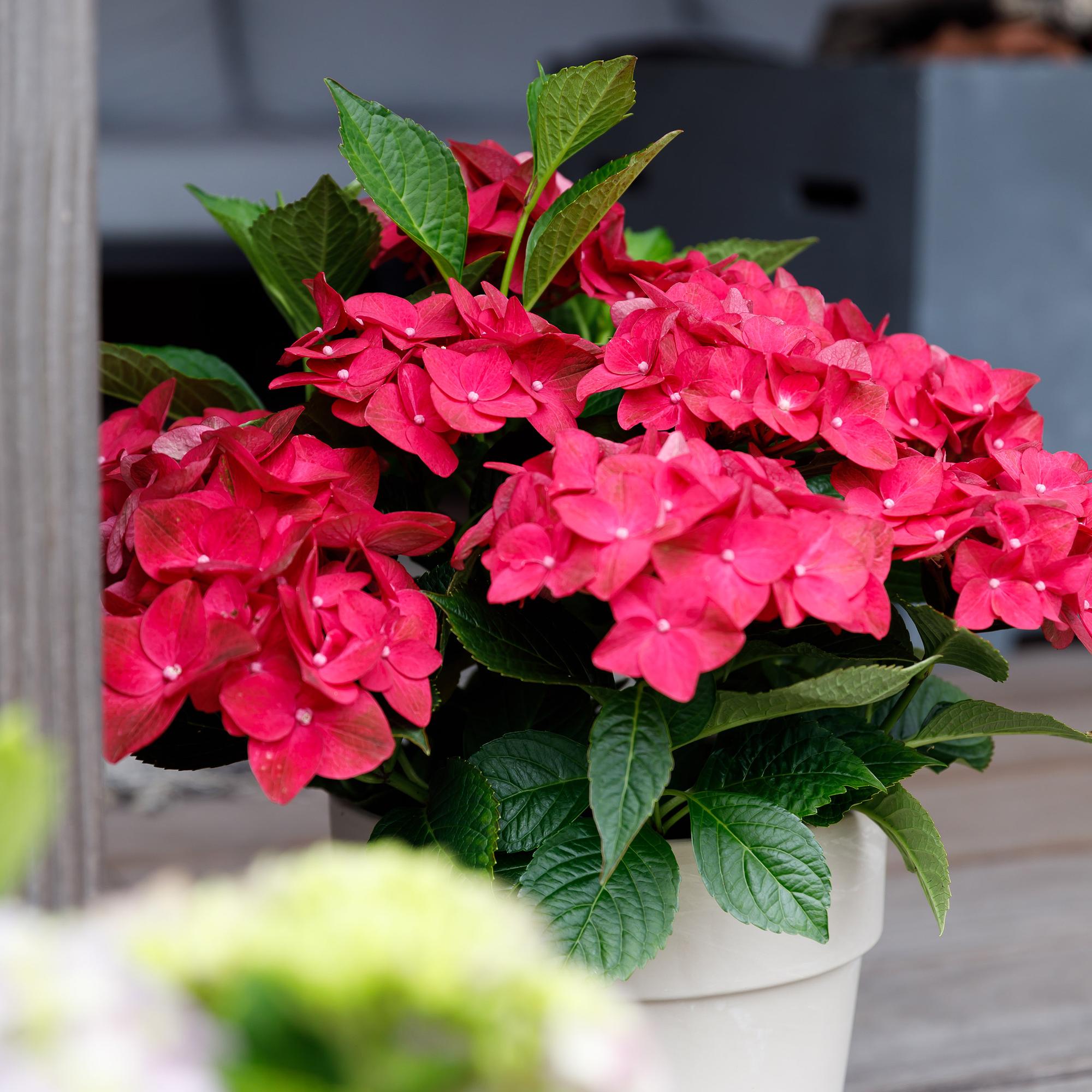 Hydrangea Magical Tuesday & Sapphire – red, 6–10 flowers, 23 cm pot, 55 cm tall