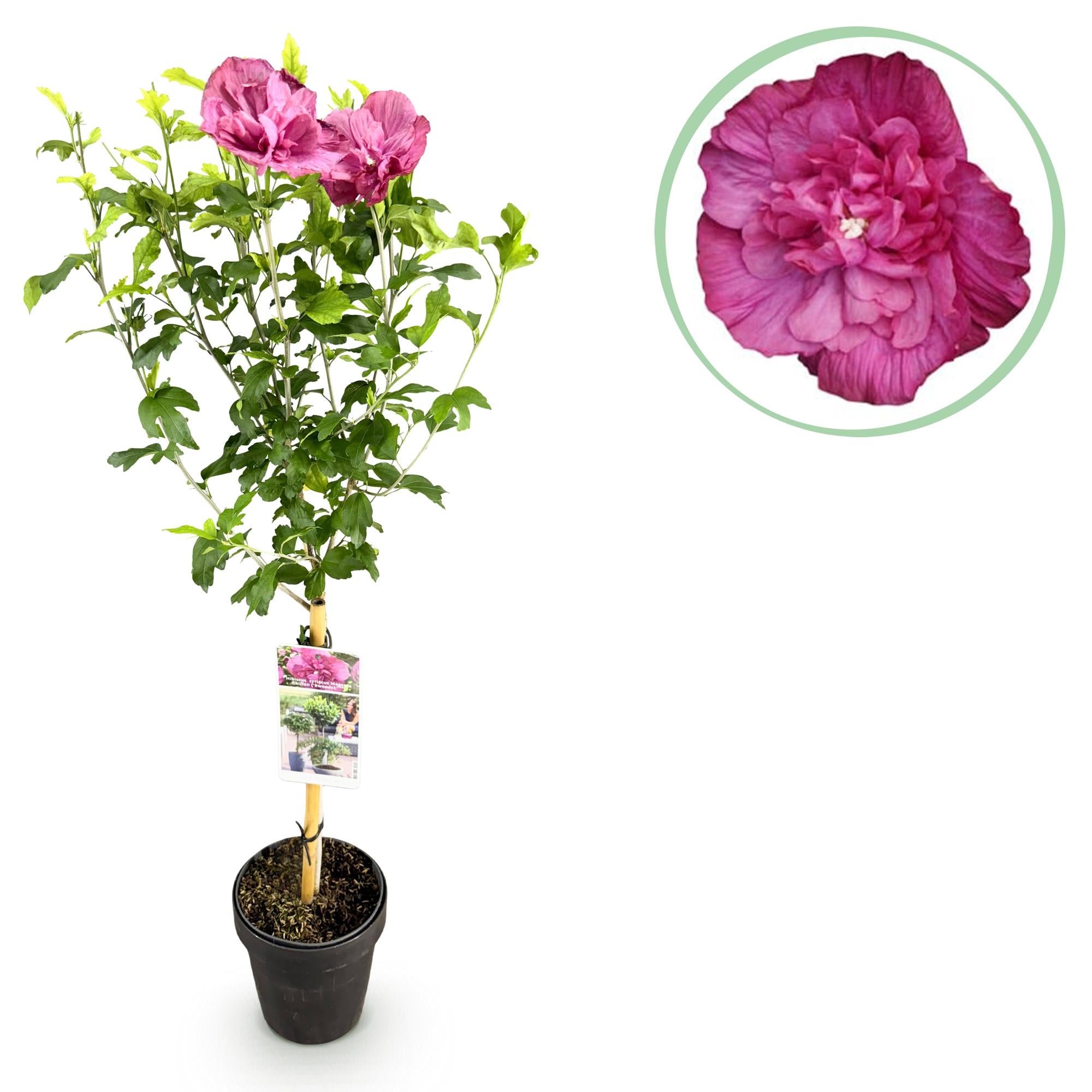 Hibiscus standard 'Magenta Chiffon'® – pianta da patio resistente, vaso da 19 cm, altezza 90 cm