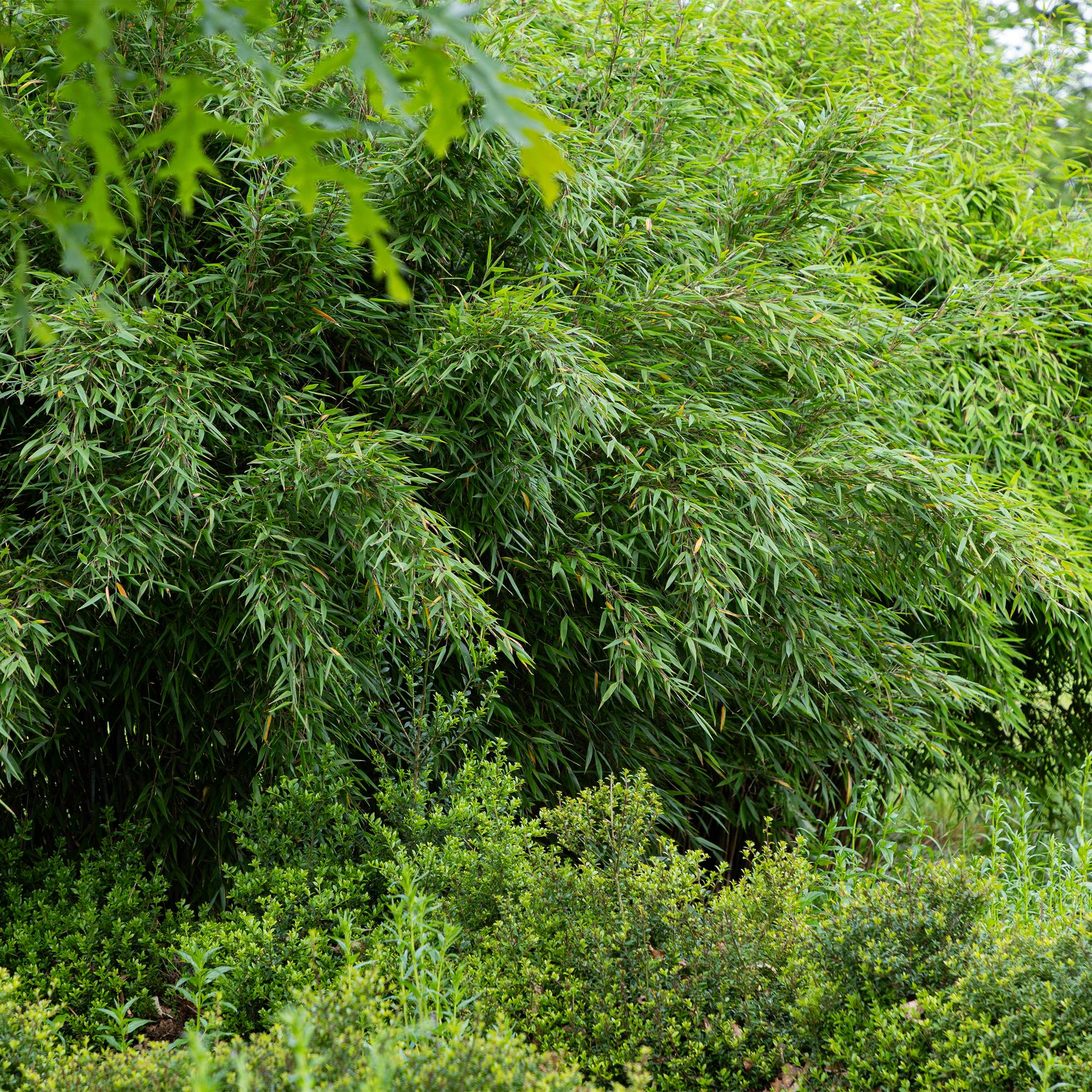 Fargesia 'Red Dragon' – Garden bamboo, evergreen & non-spreading - 14 cm pot, 35 cm tall