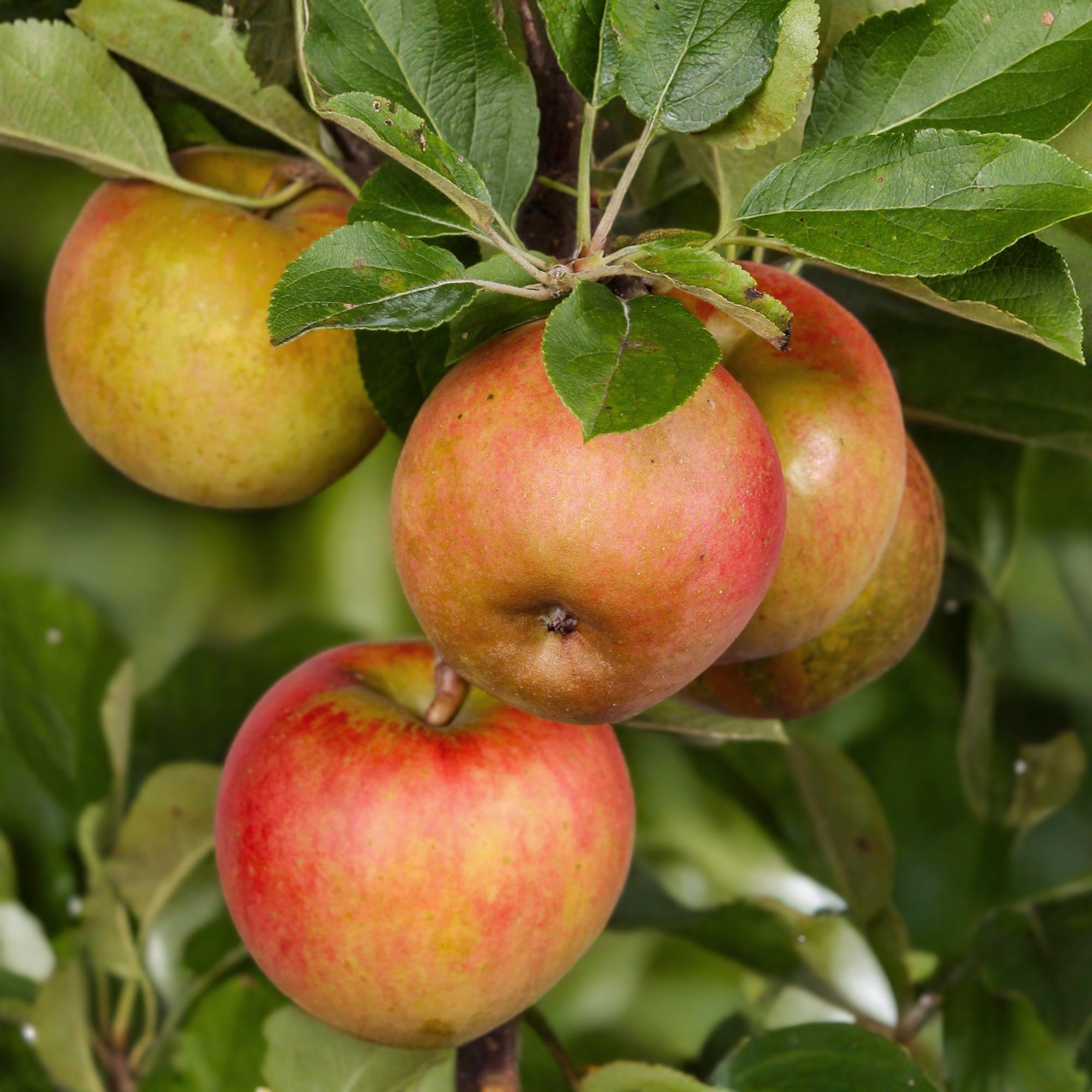 Apple tree “Elstar” – in a pot, 90 cm tall