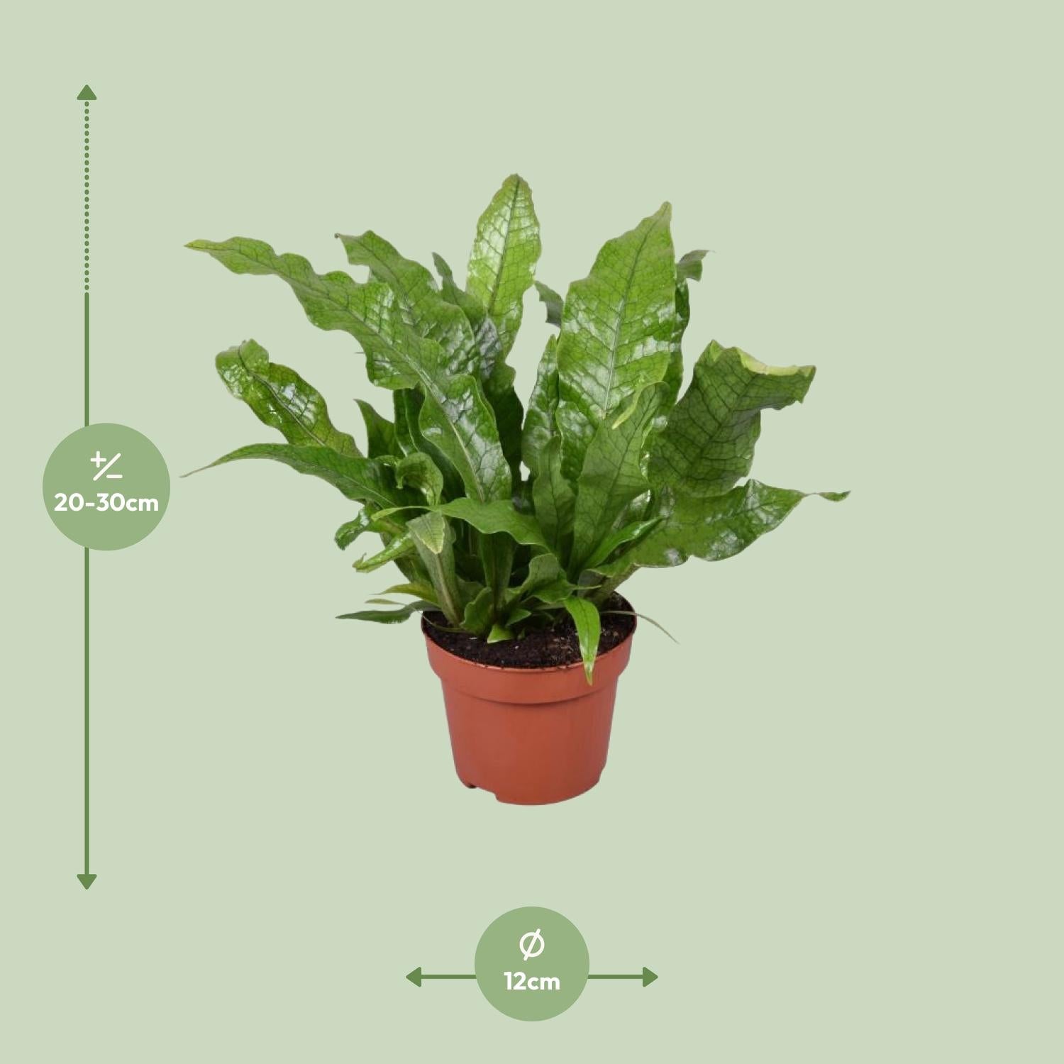 Microsorum Crocodyllus – Crocodile Fern - Ø12cm - ↕30cm