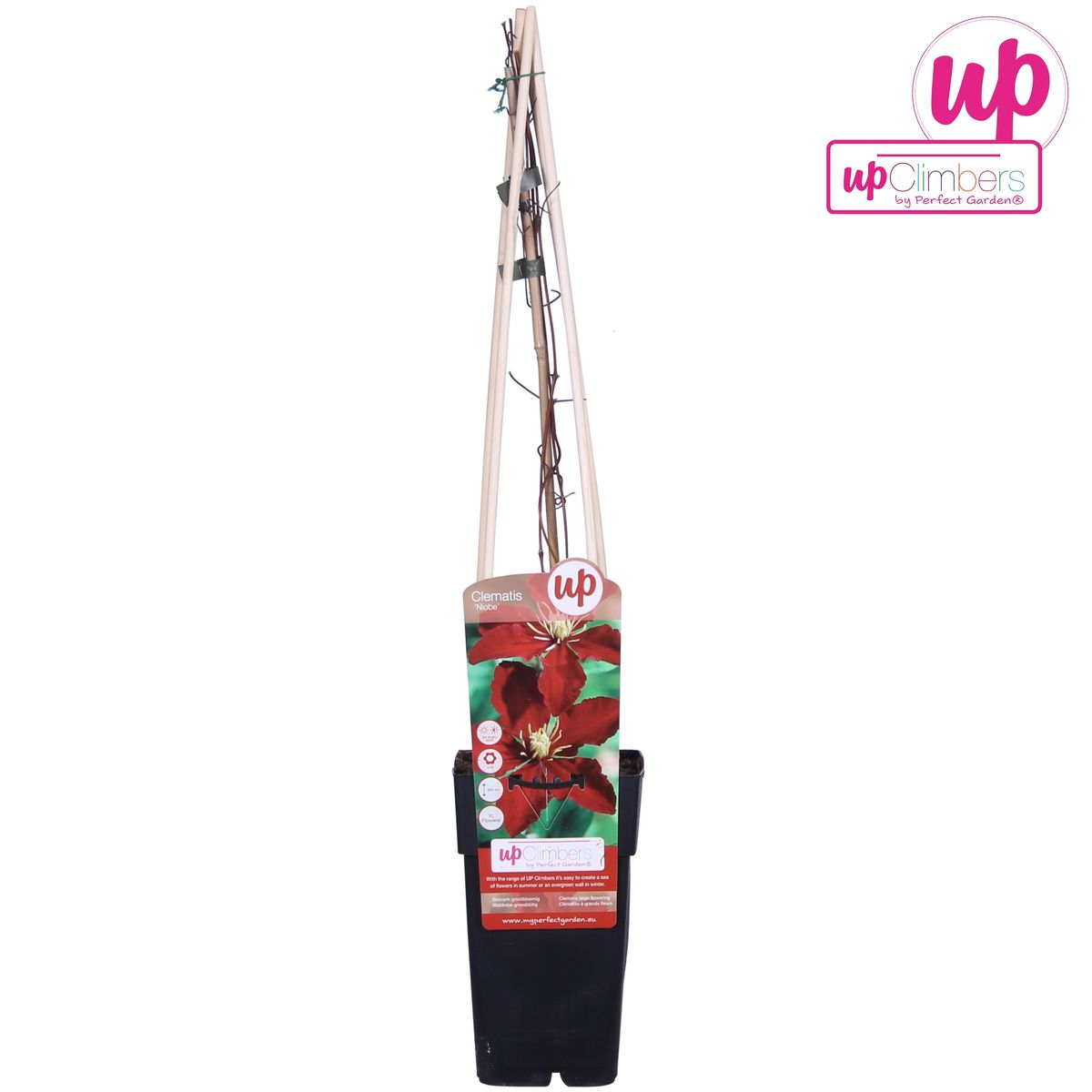 Clematis 'Niobe' – large-flowered, summer-flowering variety, 15 cm pot, 65 cm height