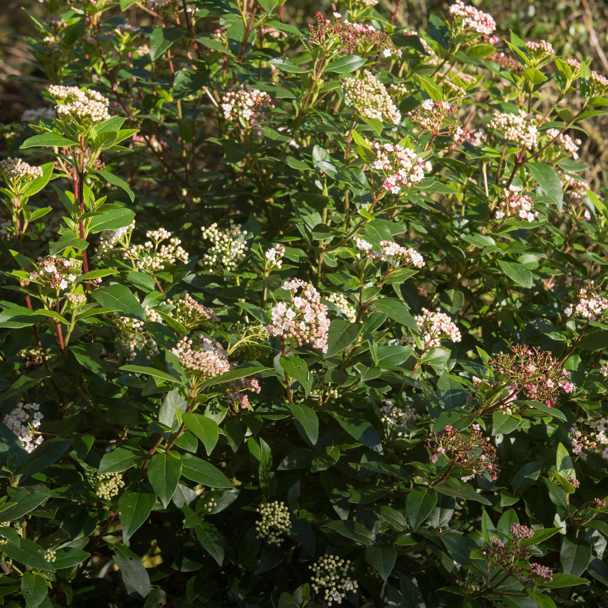 Viburnum tinus 'Eve Price' standard – pianta da patio, resistente, vaso da 19 cm, altezza 90 cm
