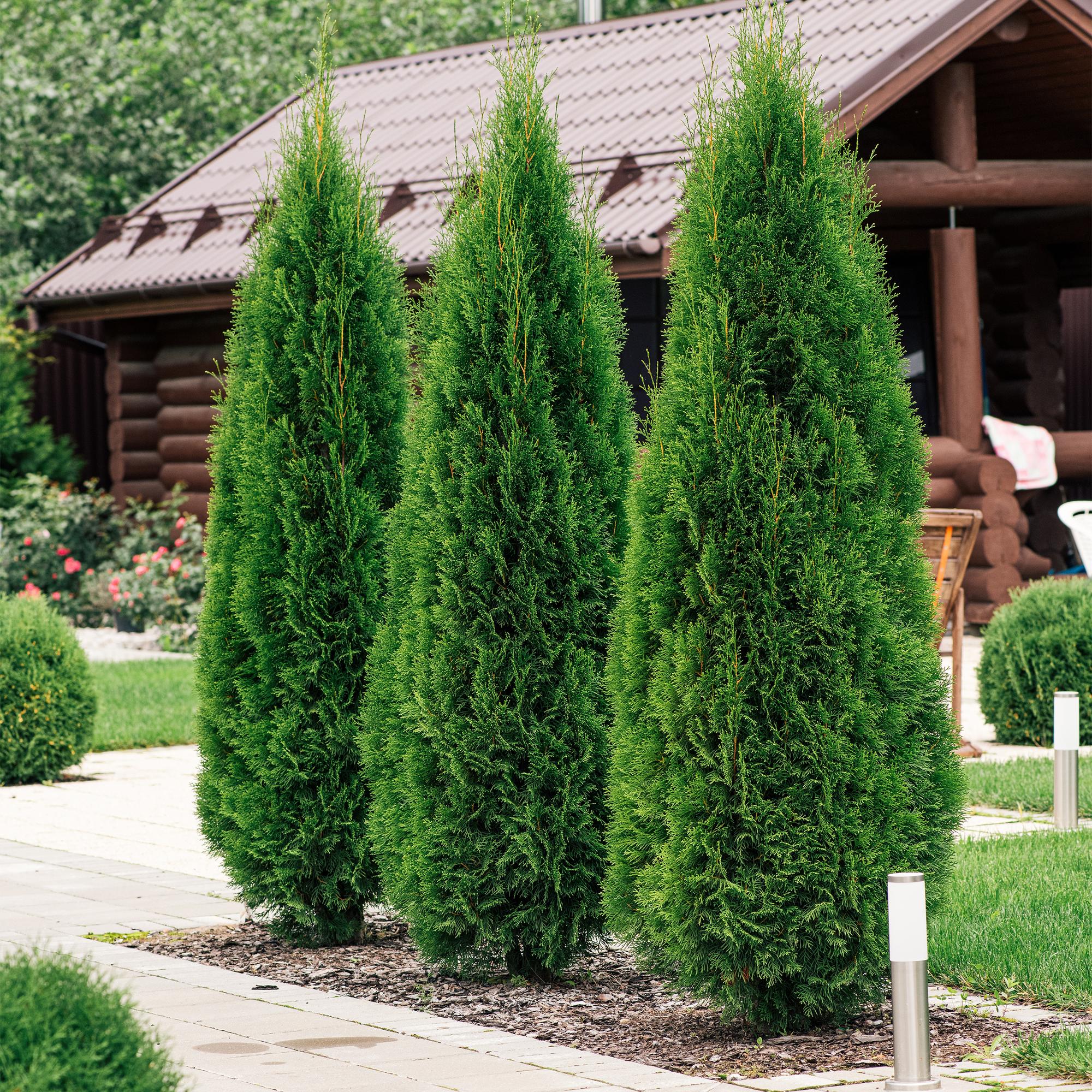 Thuja occidentalis (Emerald Green Arborvitae) – 8 piante per una siepe di 1 m, altezza 30–35 cm, vaso da 9 cm