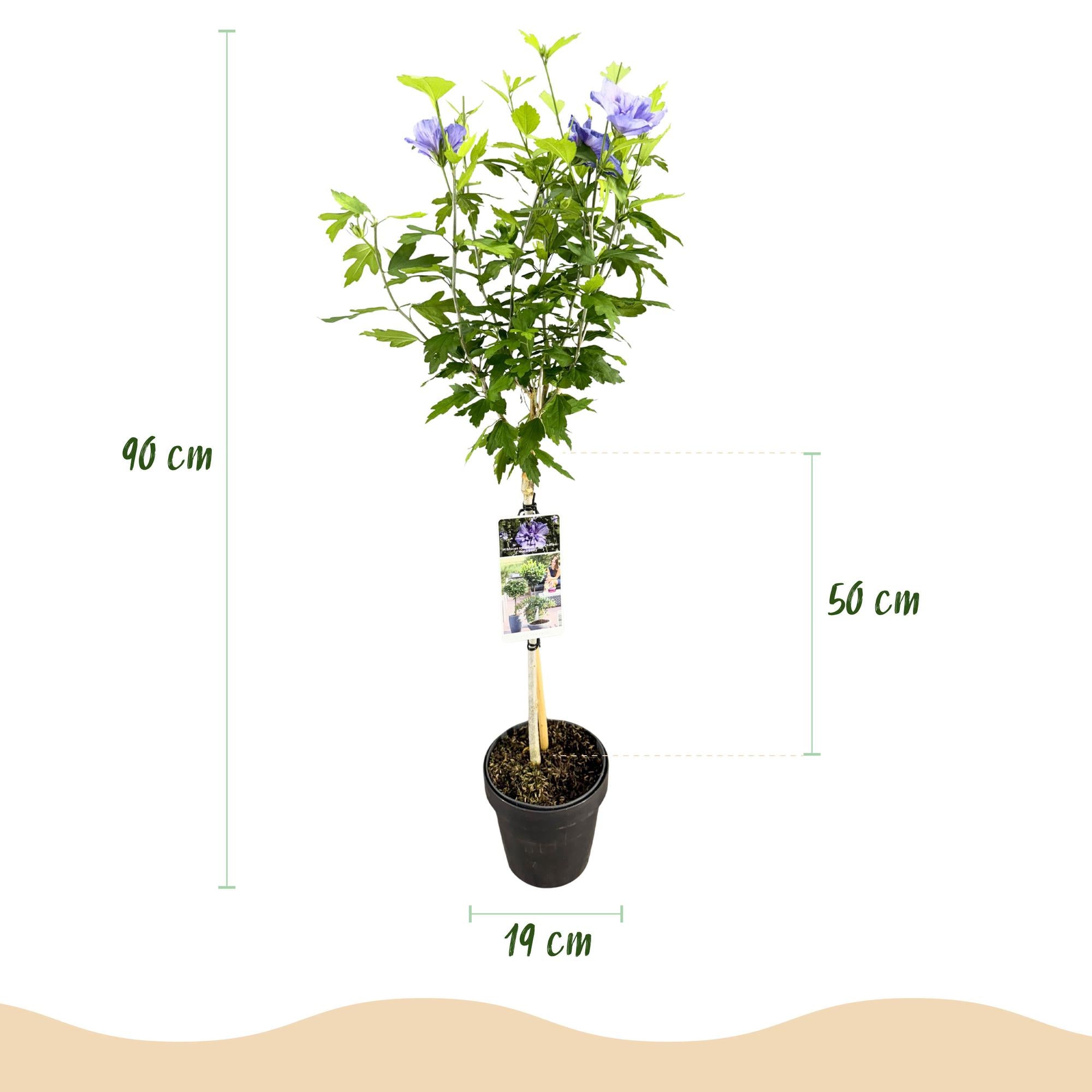 Hibiscus Blue Chiffon® – pianta standard decidua, facile da curare, vaso da 19 cm, altezza 90 cm