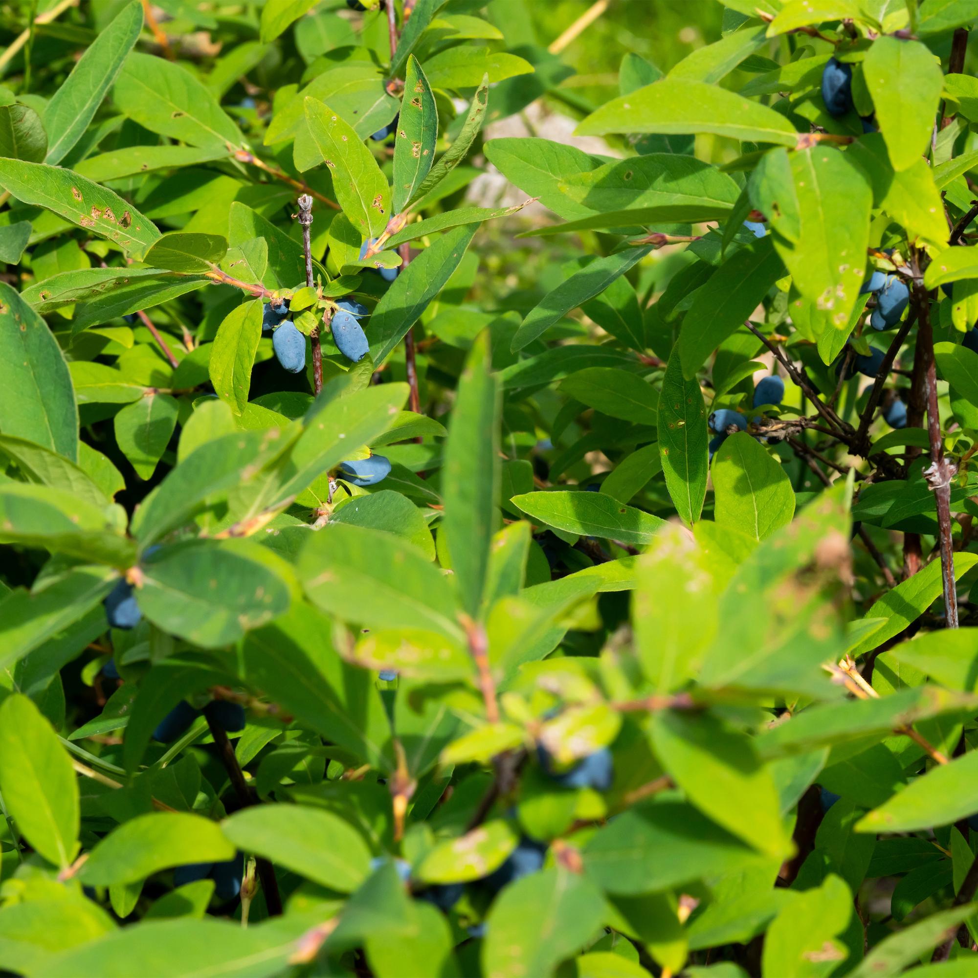 Honeyberry (Lonicera caerulea 'Kamchatika') – 2 piante, vaso da 15 cm, altezza 50 cm