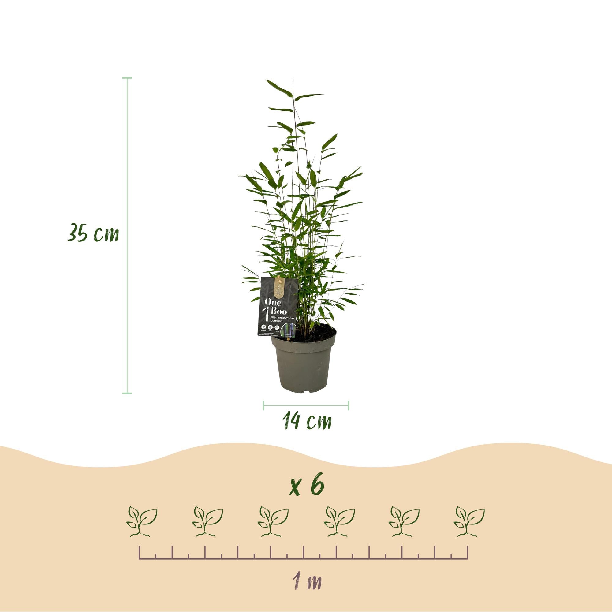 Fargesia 'Black Dragon' – clumping bamboo, 14 cm pot, 35 cm tall
