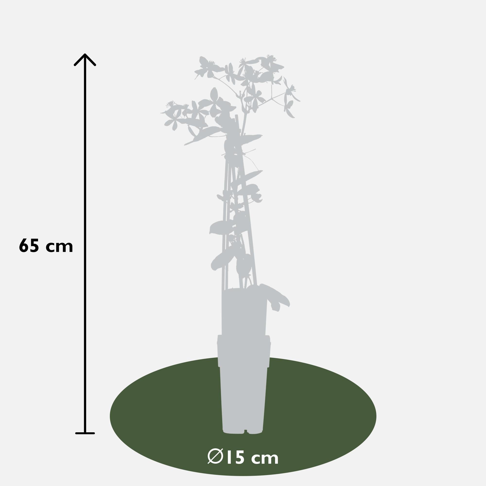 Clematis armandii 'Apple Blossom' – evergreen, light pink climbing plant, 15 cm pot, 65 cm height