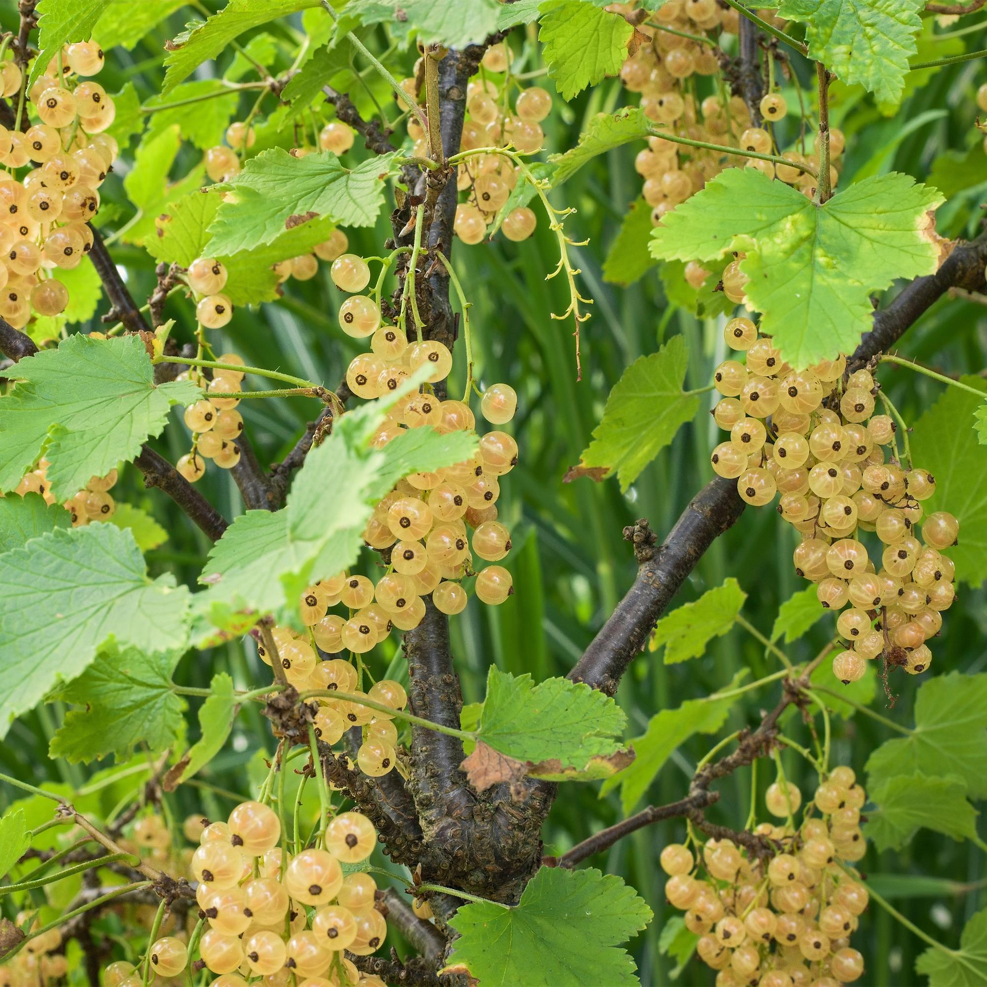 Blackcurrant “White Pearl” – white berries, 2 plants, approx. 40 cm tall