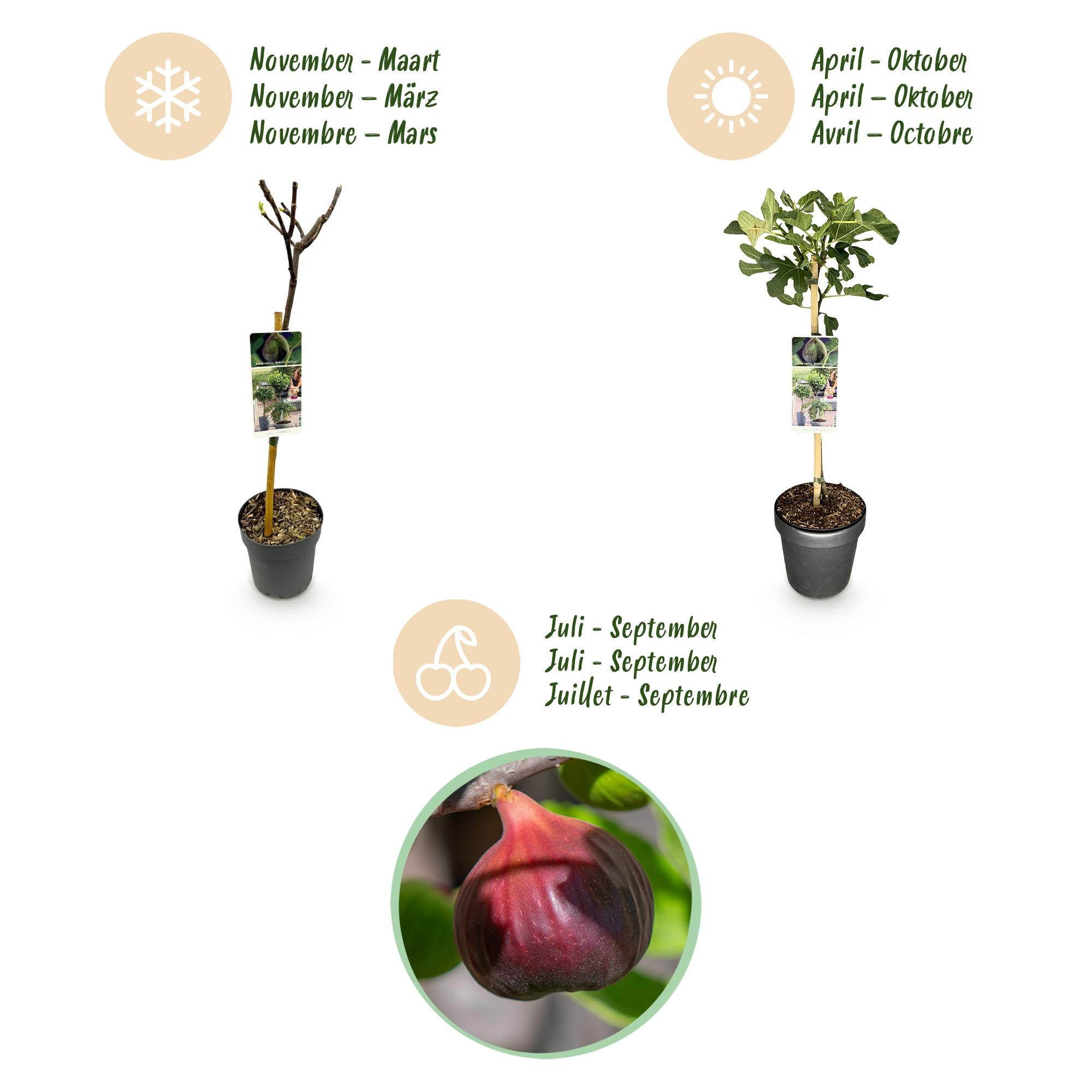 Fig tree ‘Brown Turkey’ (Ficus carica) – 19–90 cm