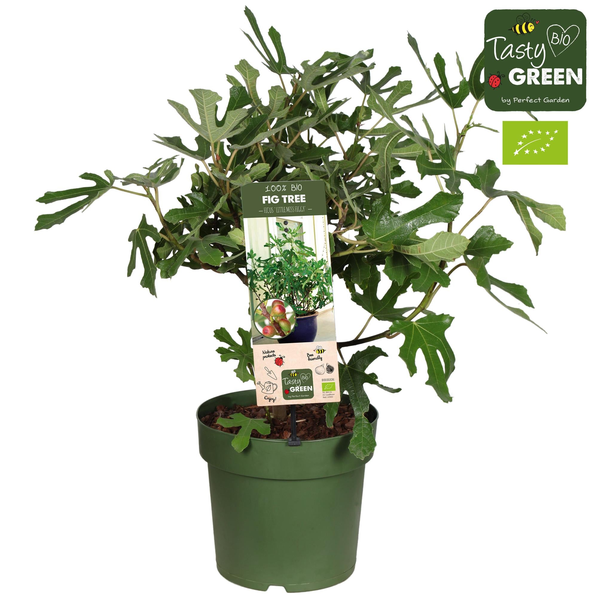 Fig tree “Little Miss Figgy” (Ficus carica) Organic – 23 cm pot, approx. 50 cm tall