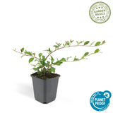 Cotoneaster dammeri – low growing, 9 cm pot, 10–25 cm height
