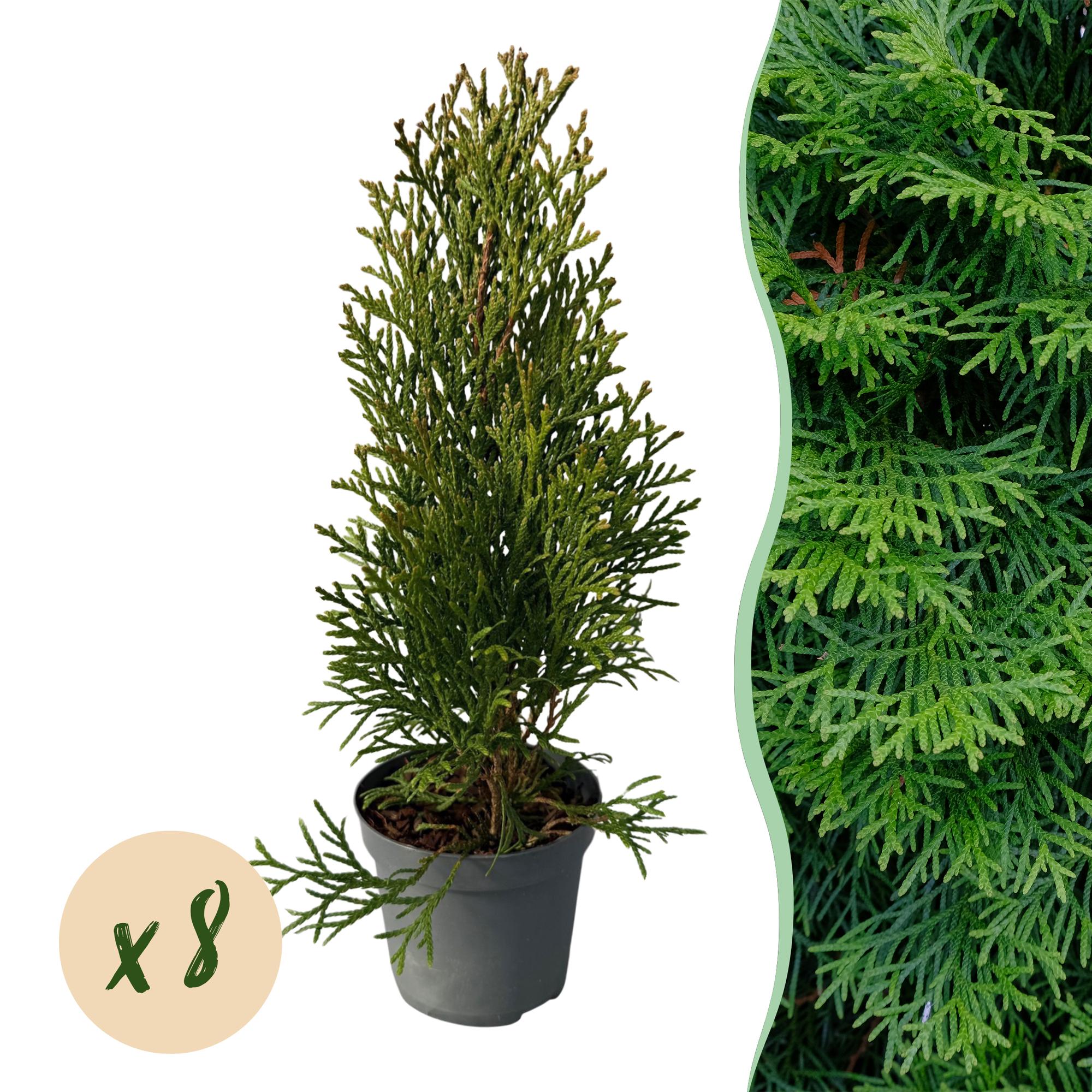 Thuja occidentalis (Emerald Green Arborvitae) – 8 piante per una siepe di 1 m, altezza 30–35 cm, vaso da 9 cm