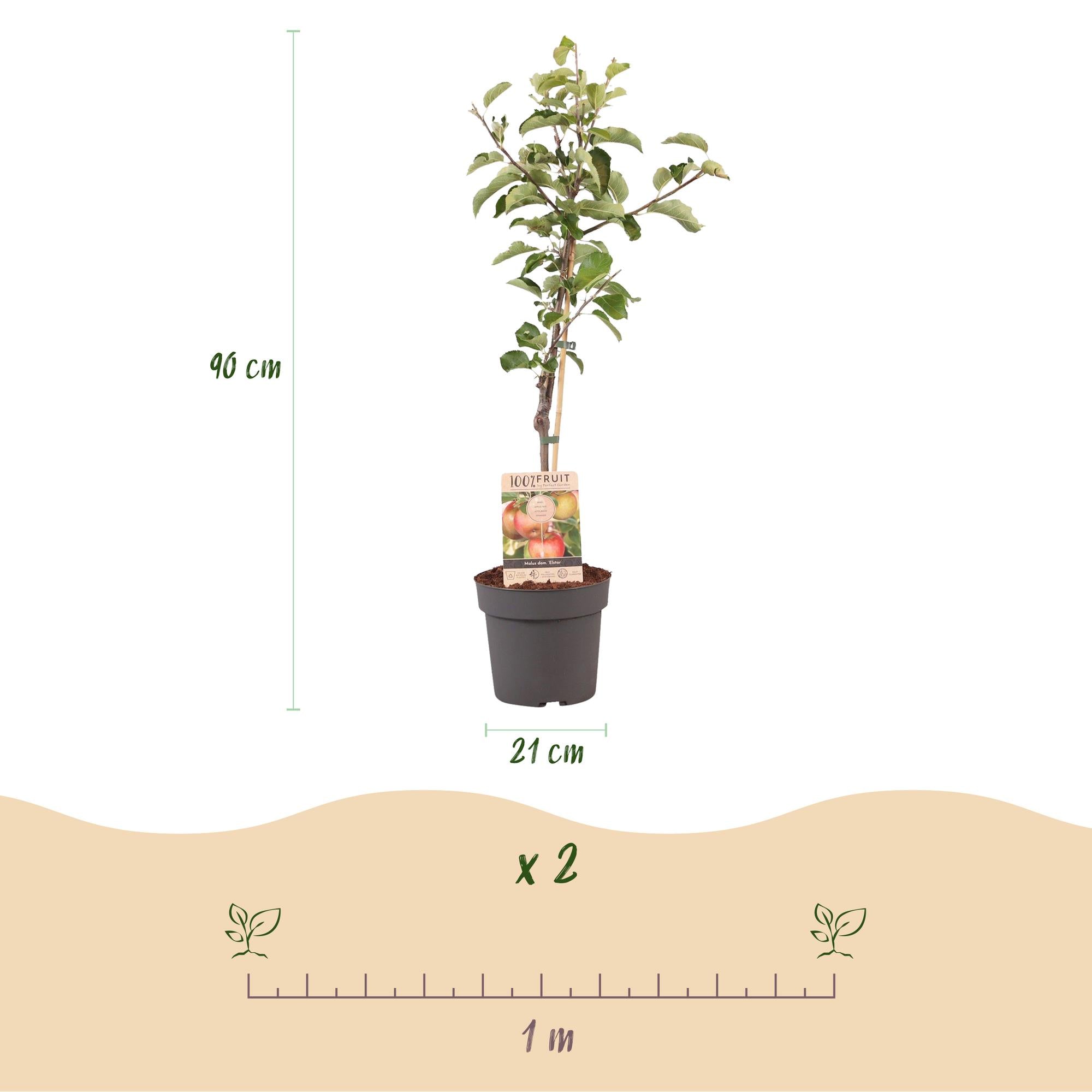 Apple tree “Elstar” – in a pot, 90 cm tall