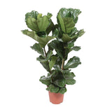 Ficus Lyrata – Fiddle-leaf Fig – 30-130 cm