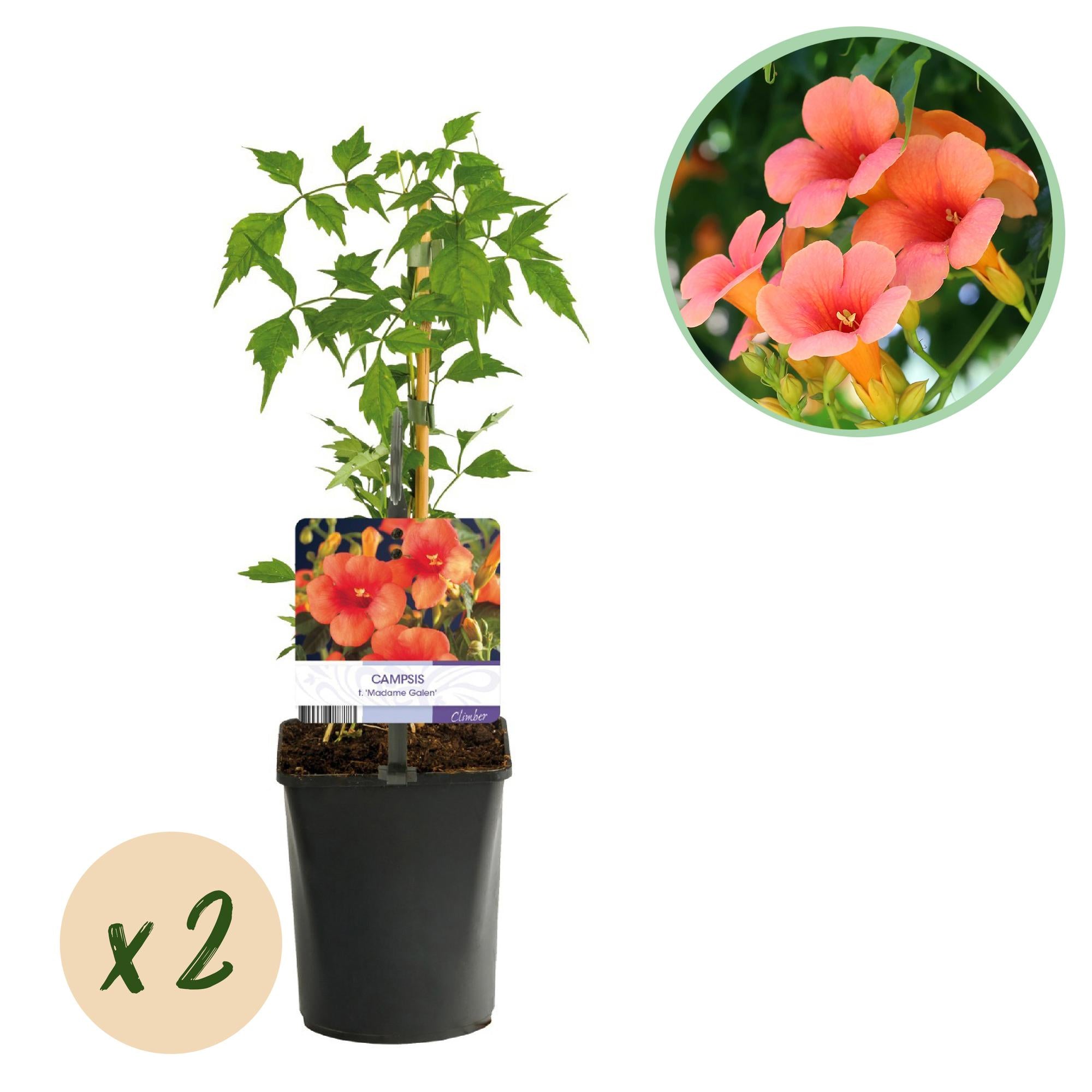 Campsis radicans 'Madame Galen' – Trombetta, fioritura arancione, 2 piante, vaso da 11 cm, altezza 40 cm