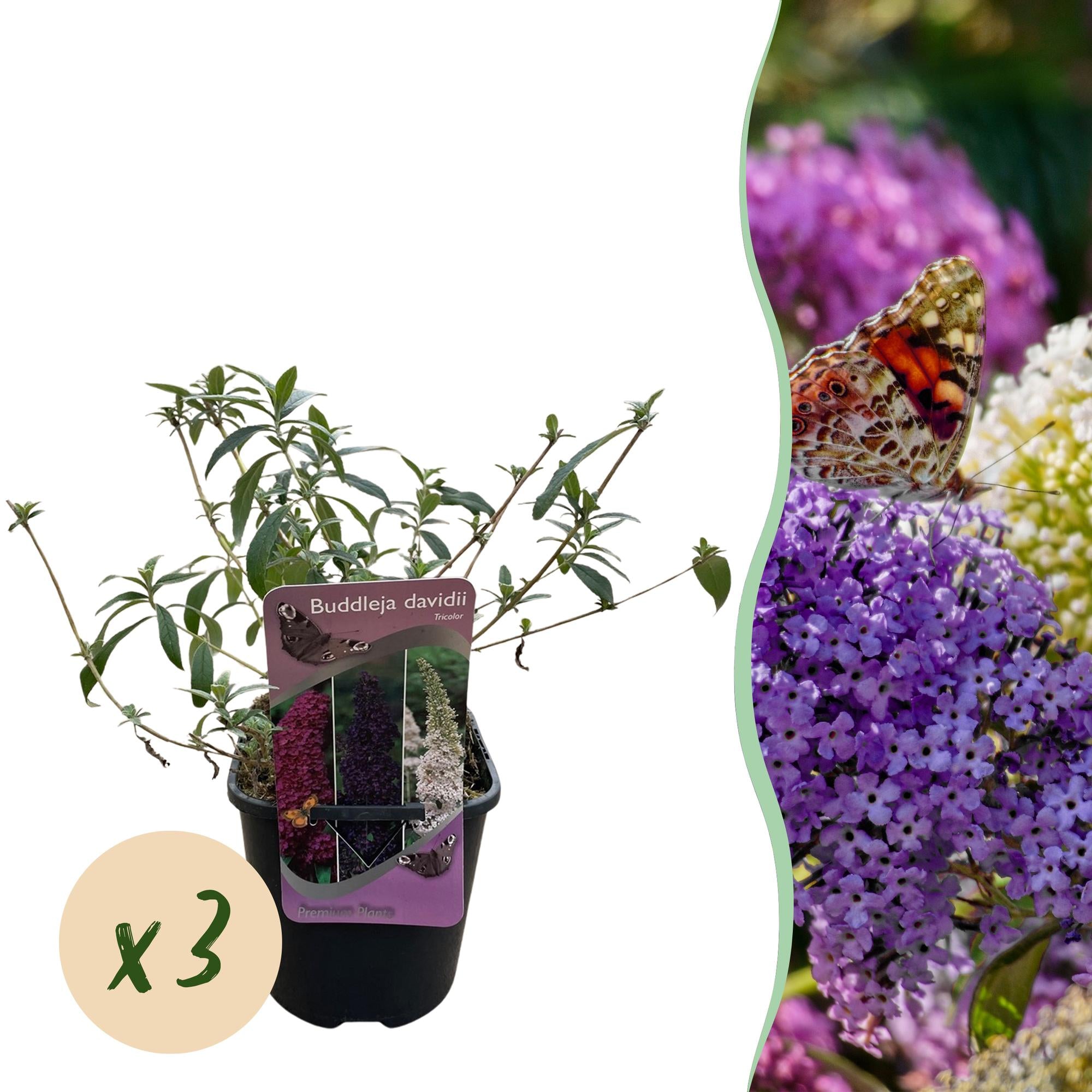 Butterfly bush 'Tricolour' – flowers in pink, white and purple, attracts butterflies, 3 plants, 17 cm pot