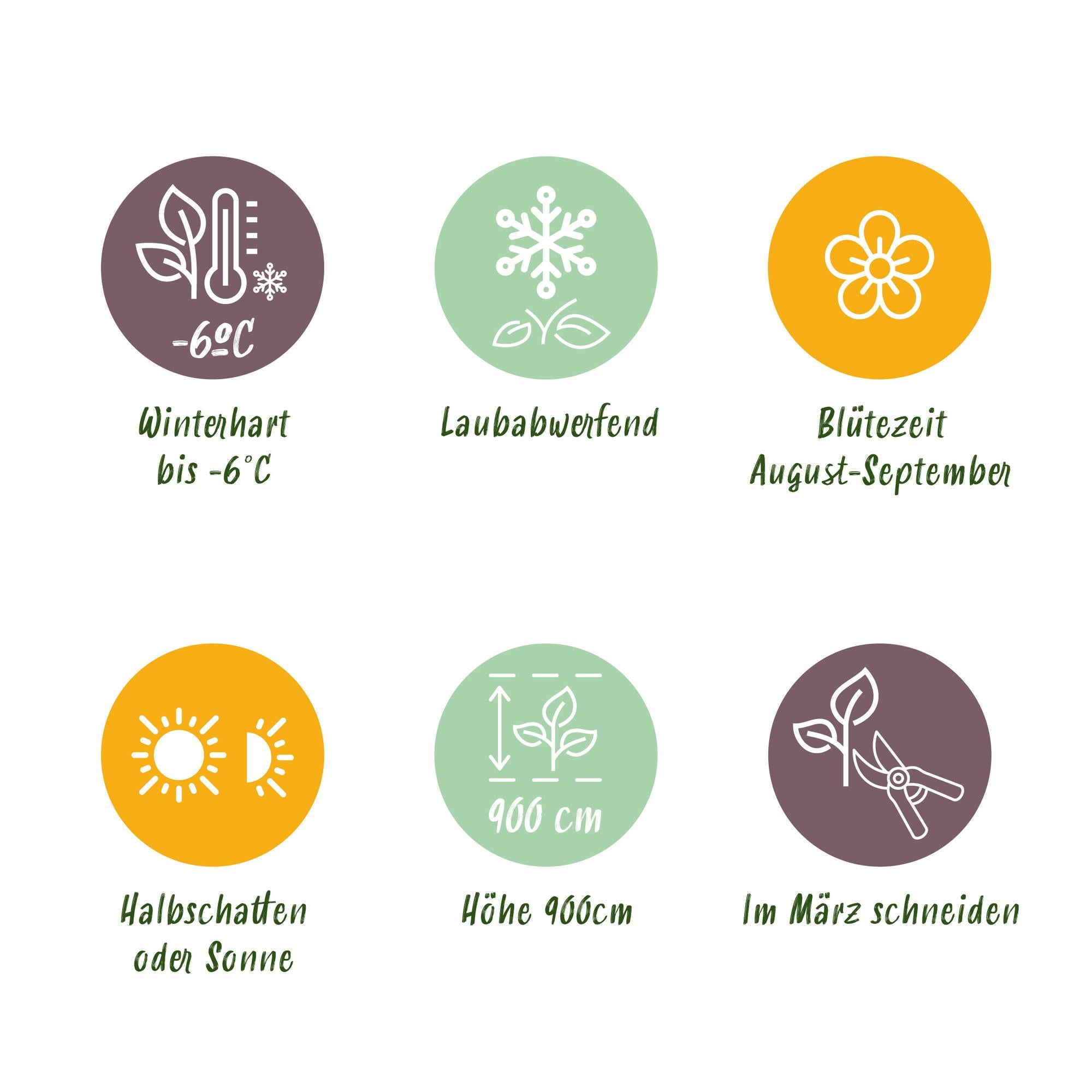 Passionsblume ‘Tricolour’ – farbenfrohe Kletterpflanze, 3 Pflanzen, 11 cm Topf, 40 cm hoch