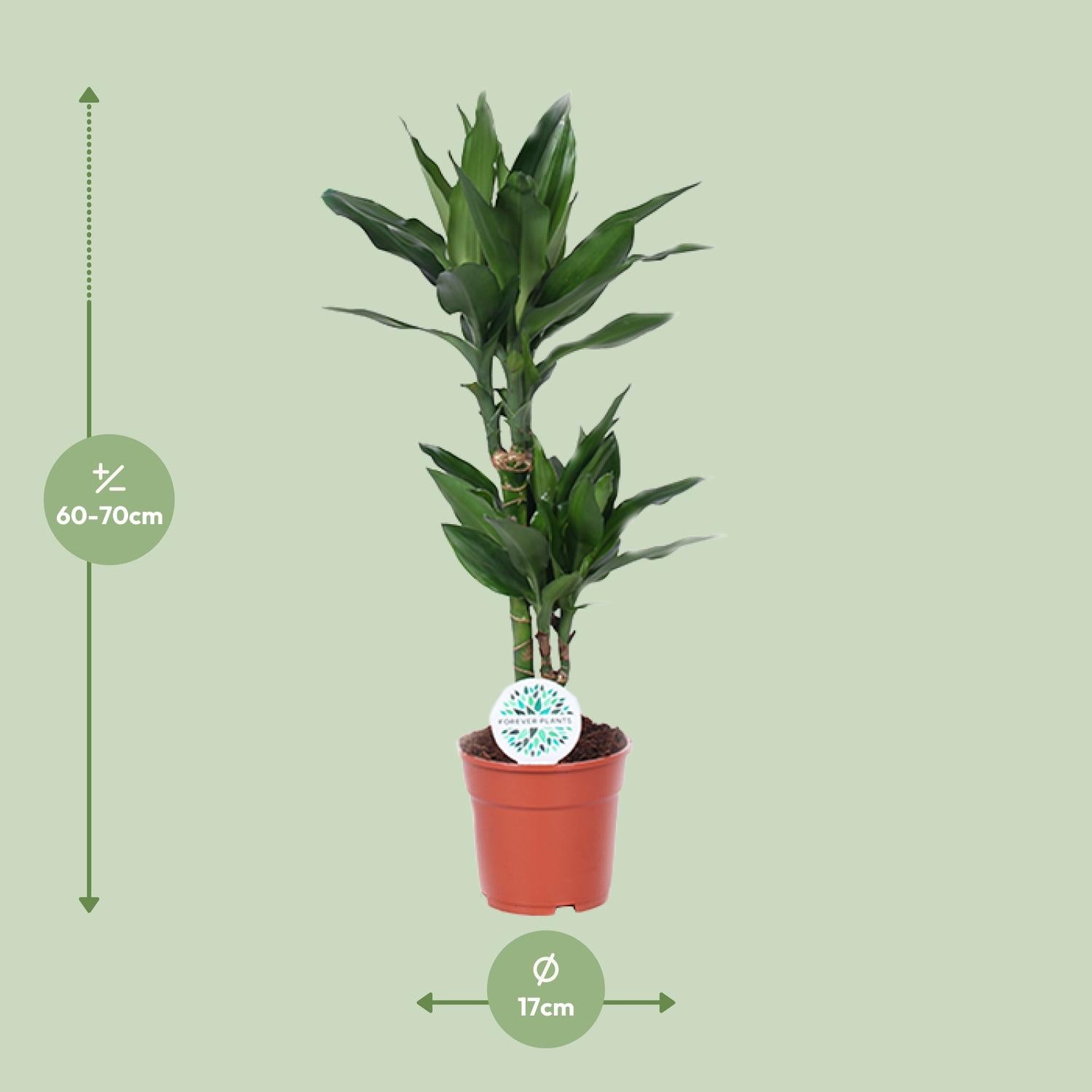 Dracaena Janet Lind – Dragon Tree - 70-130 cm