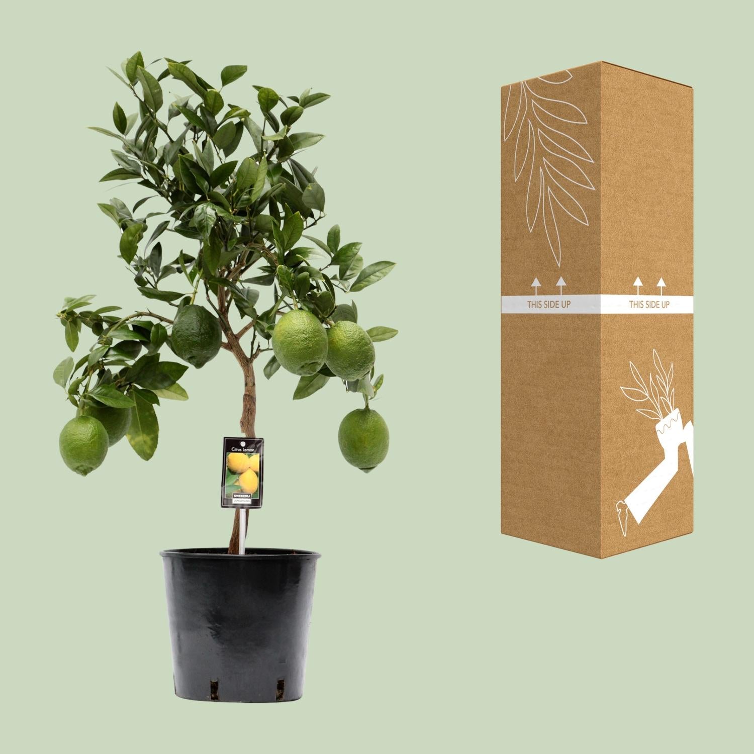 Lemon tree (Citrus lemon) – 35–80 cm