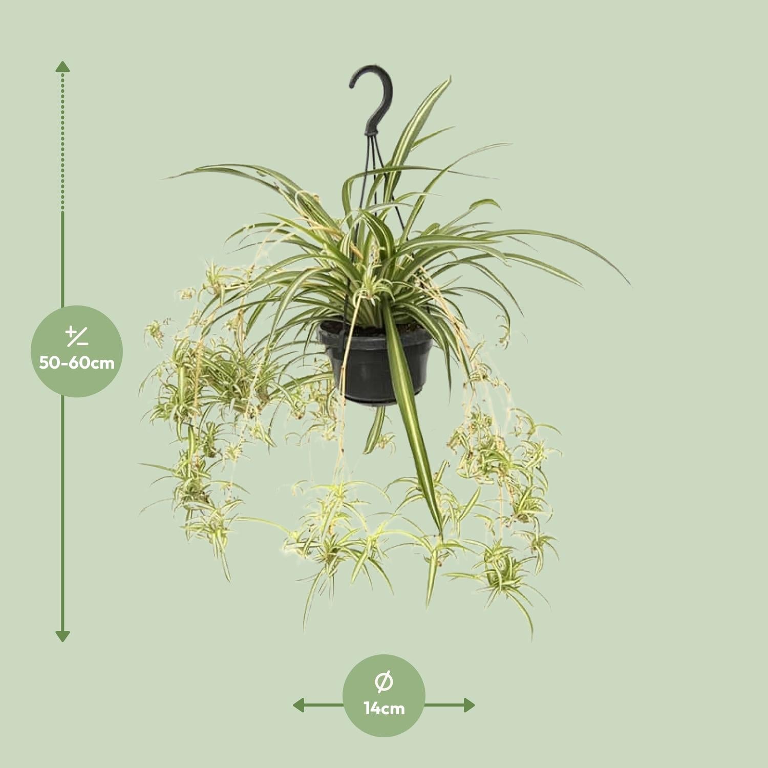 Chlorophytum comosum 'Variegatum' – Spider plant - 30-55 cm