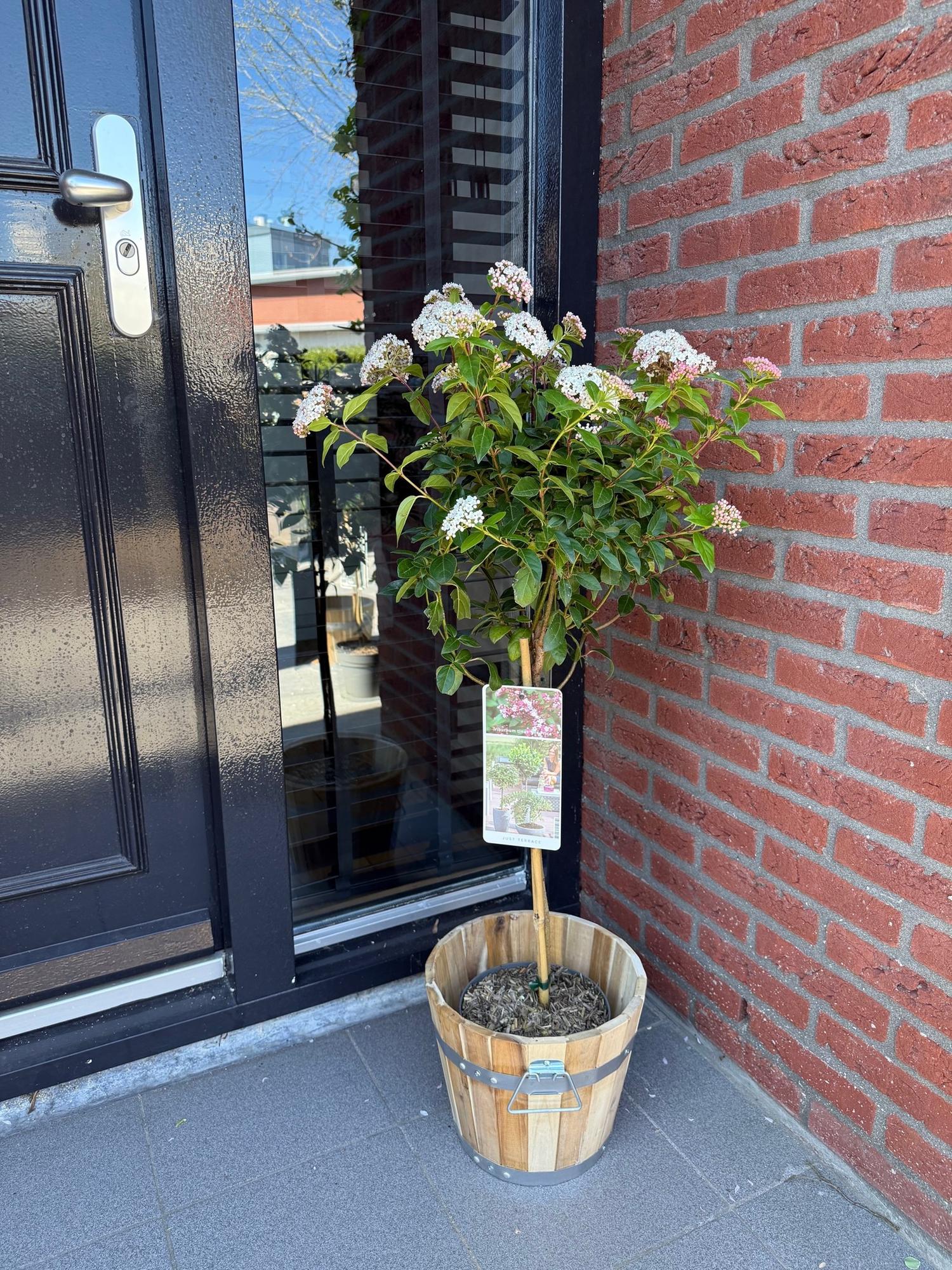 Viburnum tinus 'Eve Price' standard – pianta da patio, resistente, vaso da 19 cm, altezza 90 cm