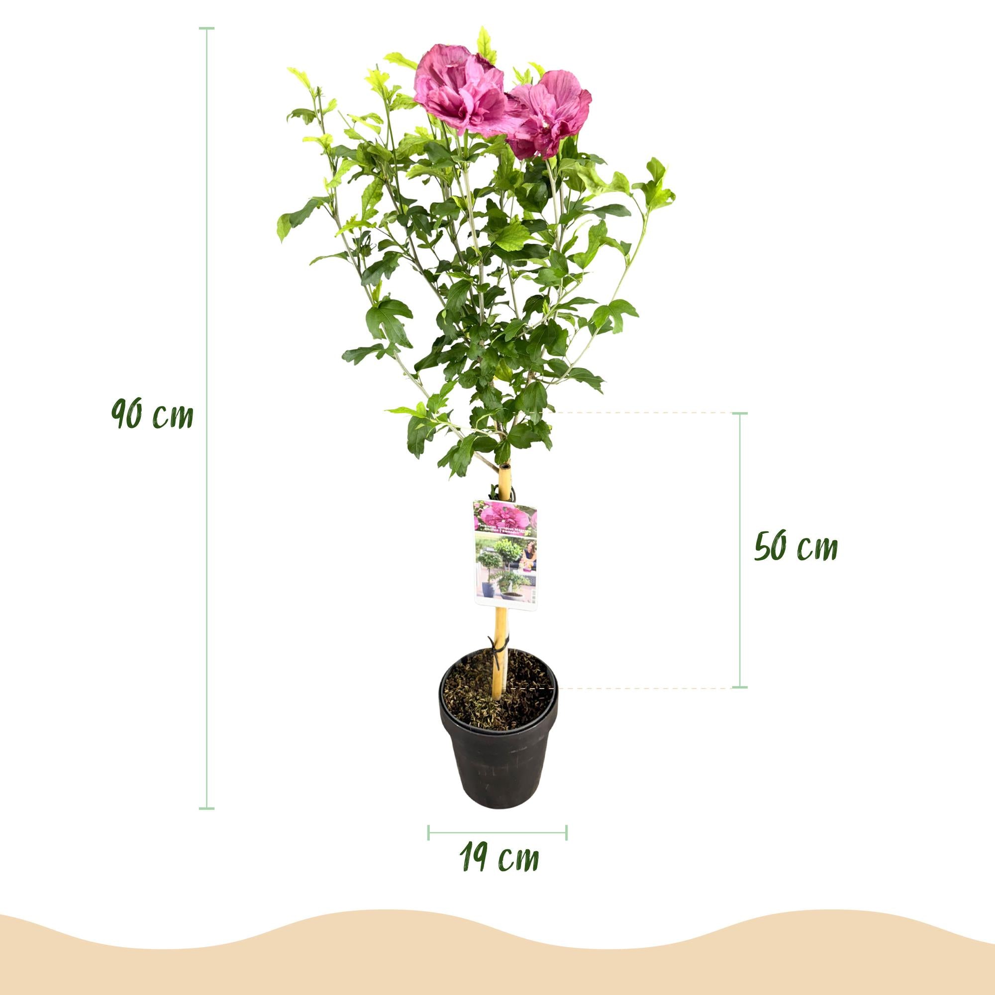 Hibiscus standard 'Magenta Chiffon'® – pianta da patio resistente, vaso da 19 cm, altezza 90 cm