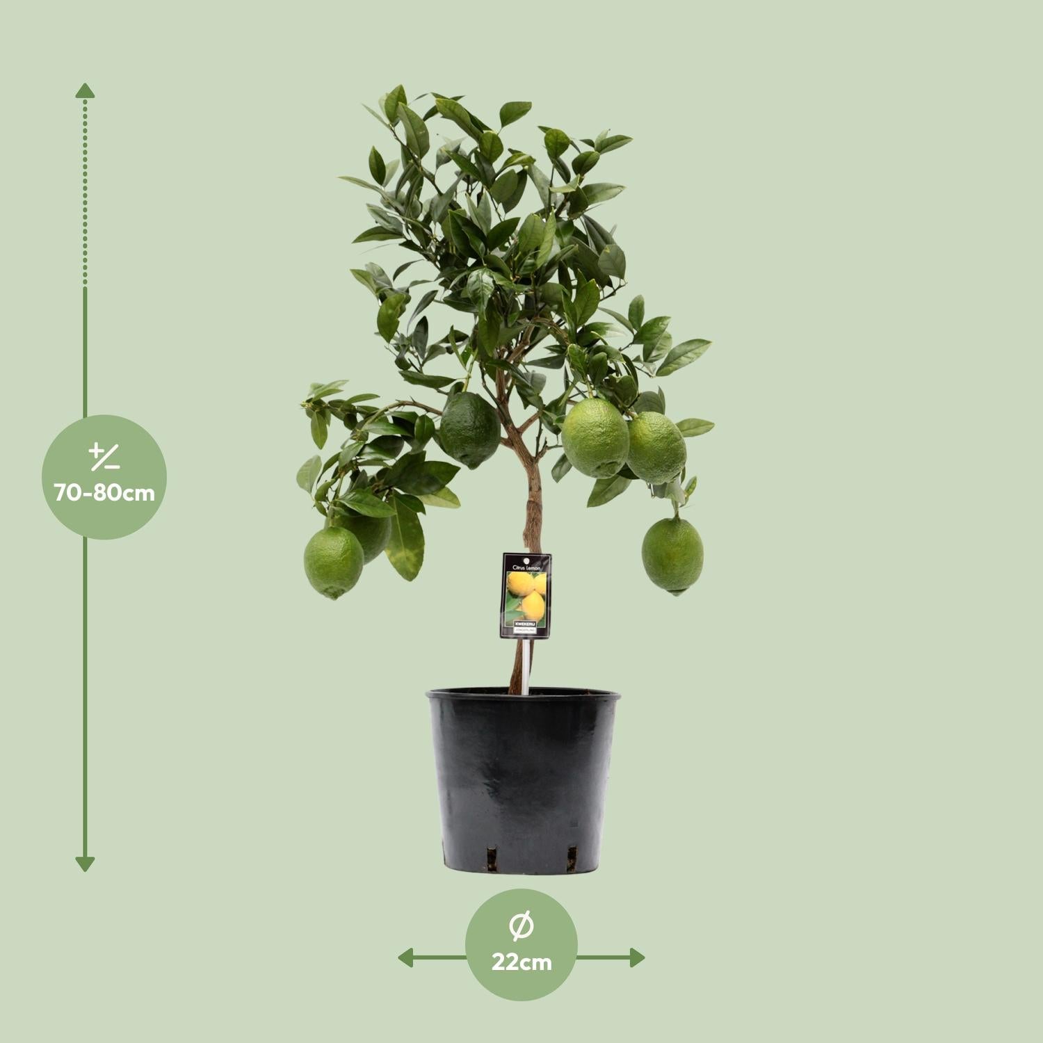 Lemon tree (Citrus lemon) – 35–80 cm