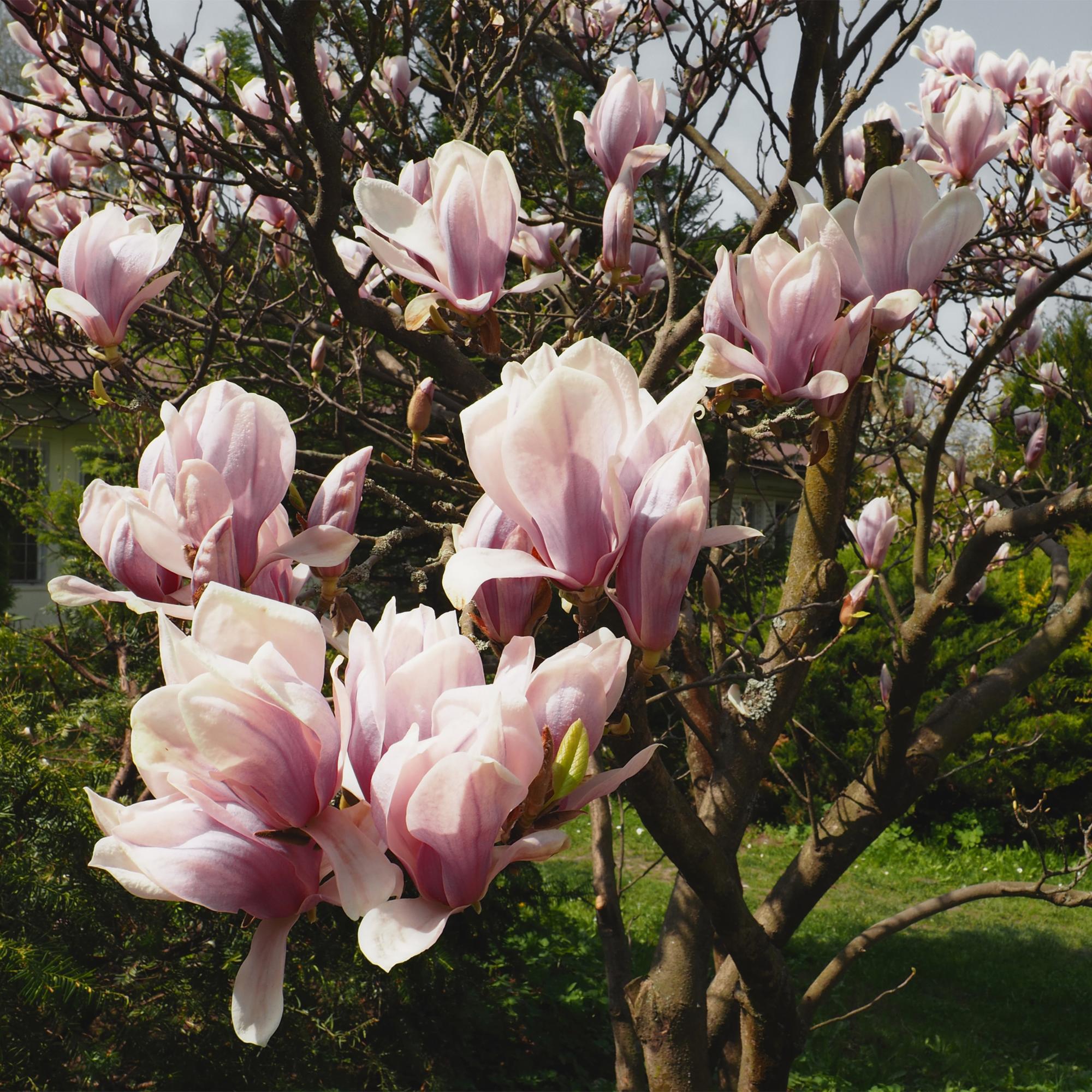Magnolia soulangiana – arbusto con fiori rosa chiaro, vaso da 17 cm, altezza 45 cm