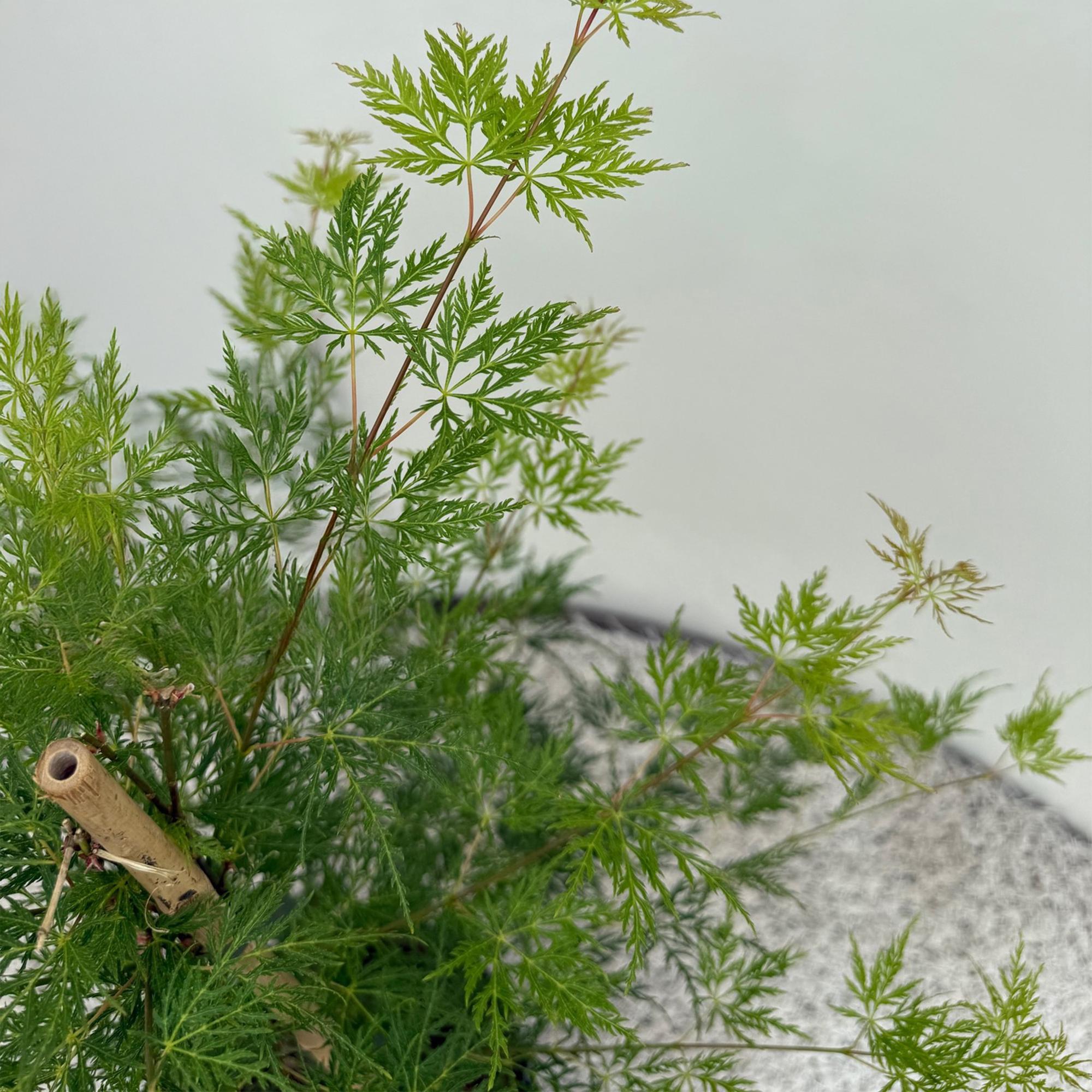 Japanese maple 'Emerald Lace' – green, deciduous, 19 cm pot, 70 cm