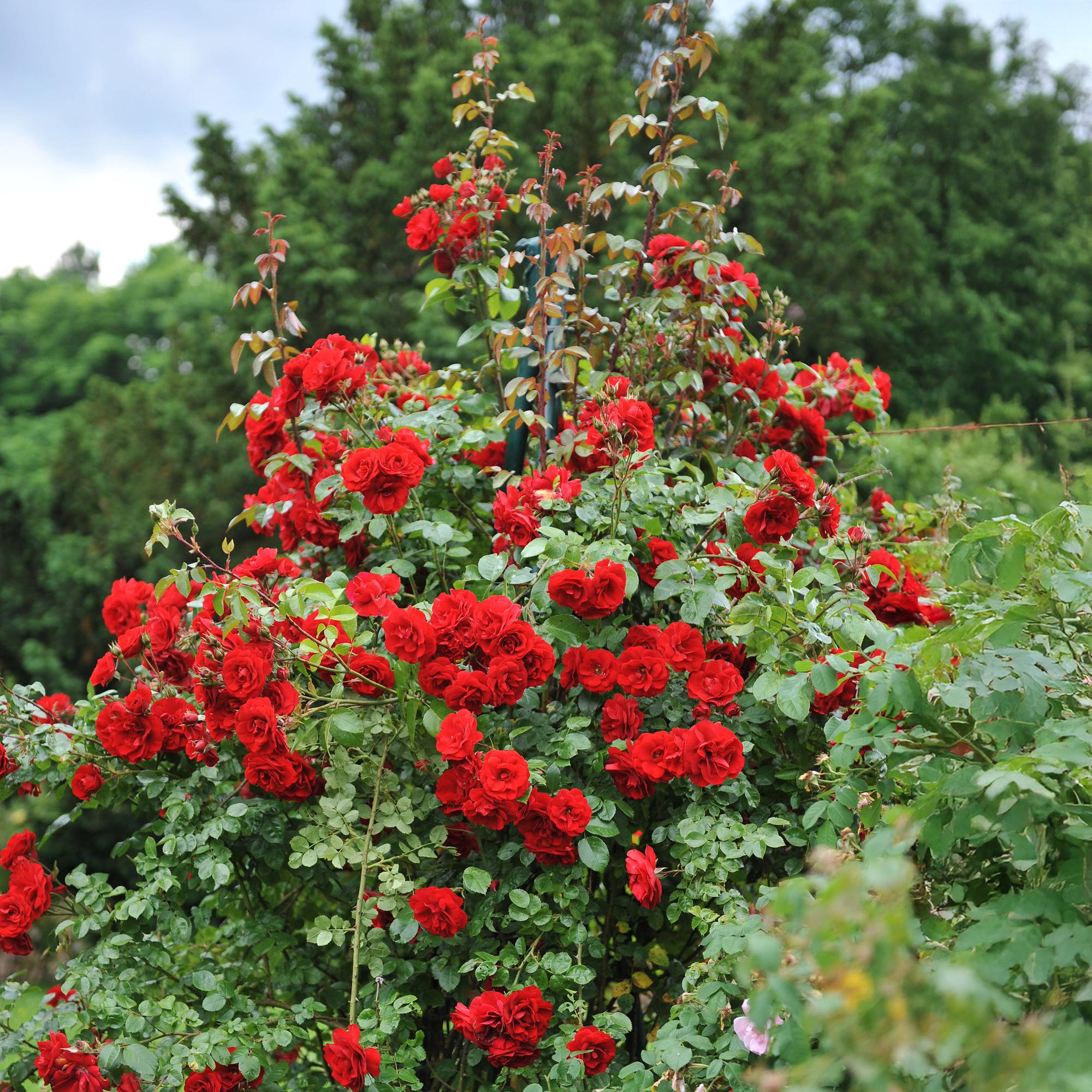 Rosa 'Red Queen' – easy-care climbing rose with red flowers, 2 plants, 11 cm pot, 40 cm height