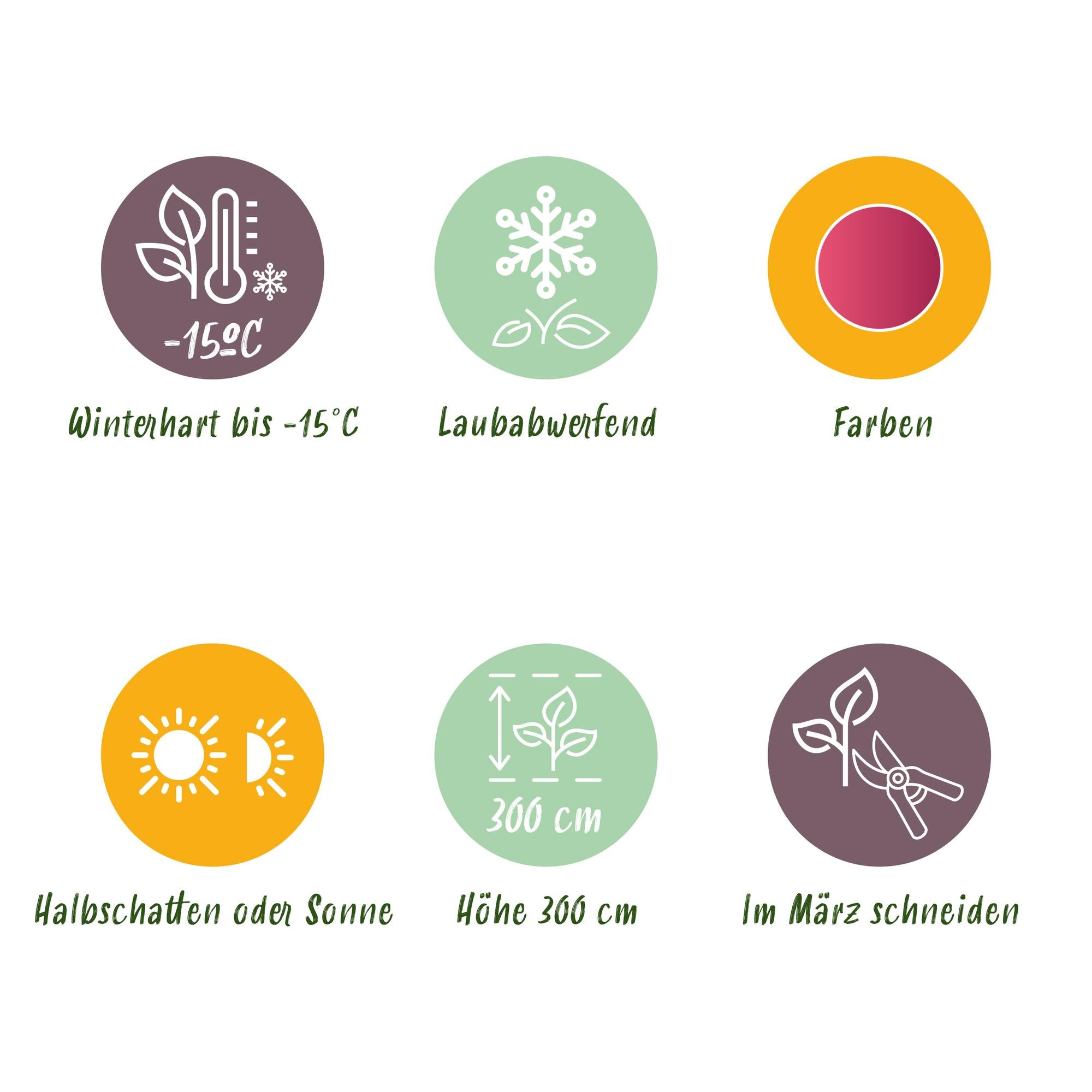 Acer Palmatum 'Phoenix' – Japanese maple, deciduous – 19 cm pot, 70 cm tall