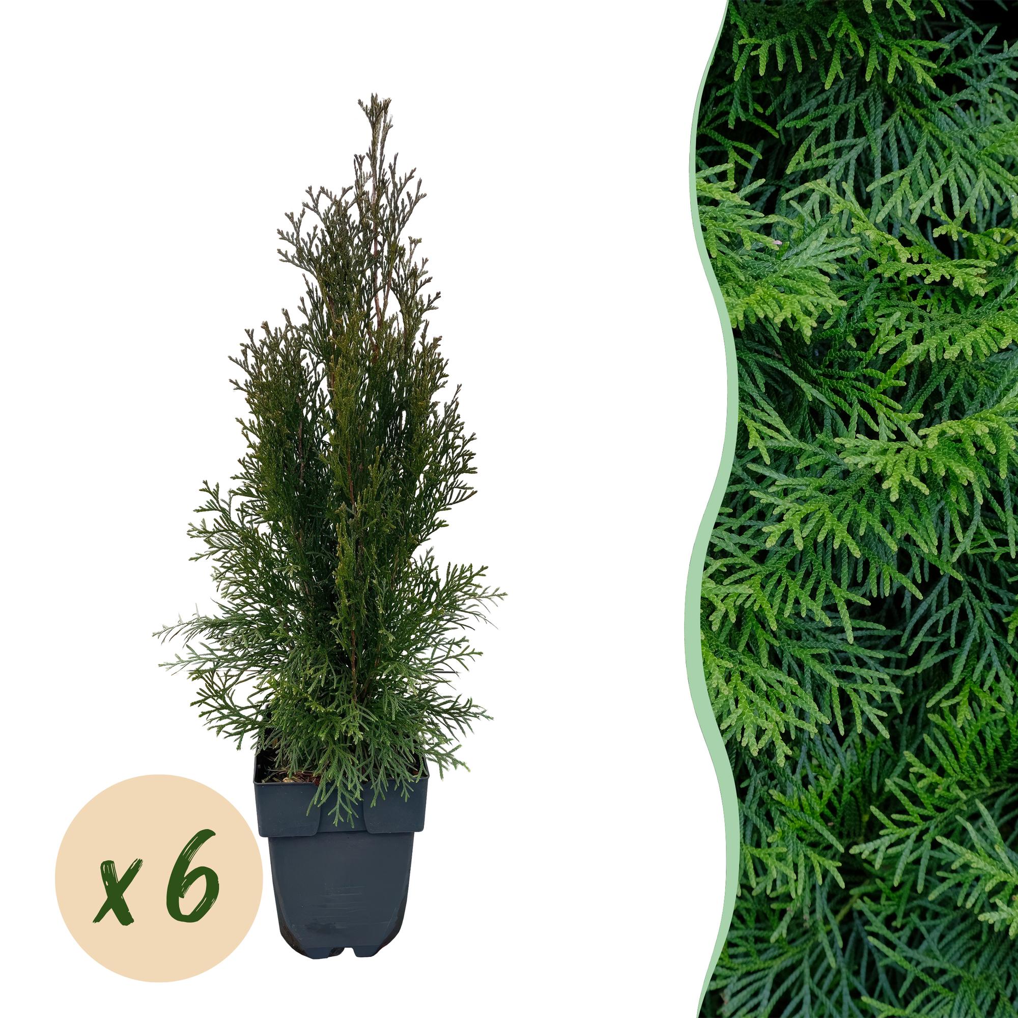 Thuja 'Smaragd' – immergrüne Heckenpflanze, 6 Pflanzen pro Meter, 17-cm Topf, 60 cm Höhe