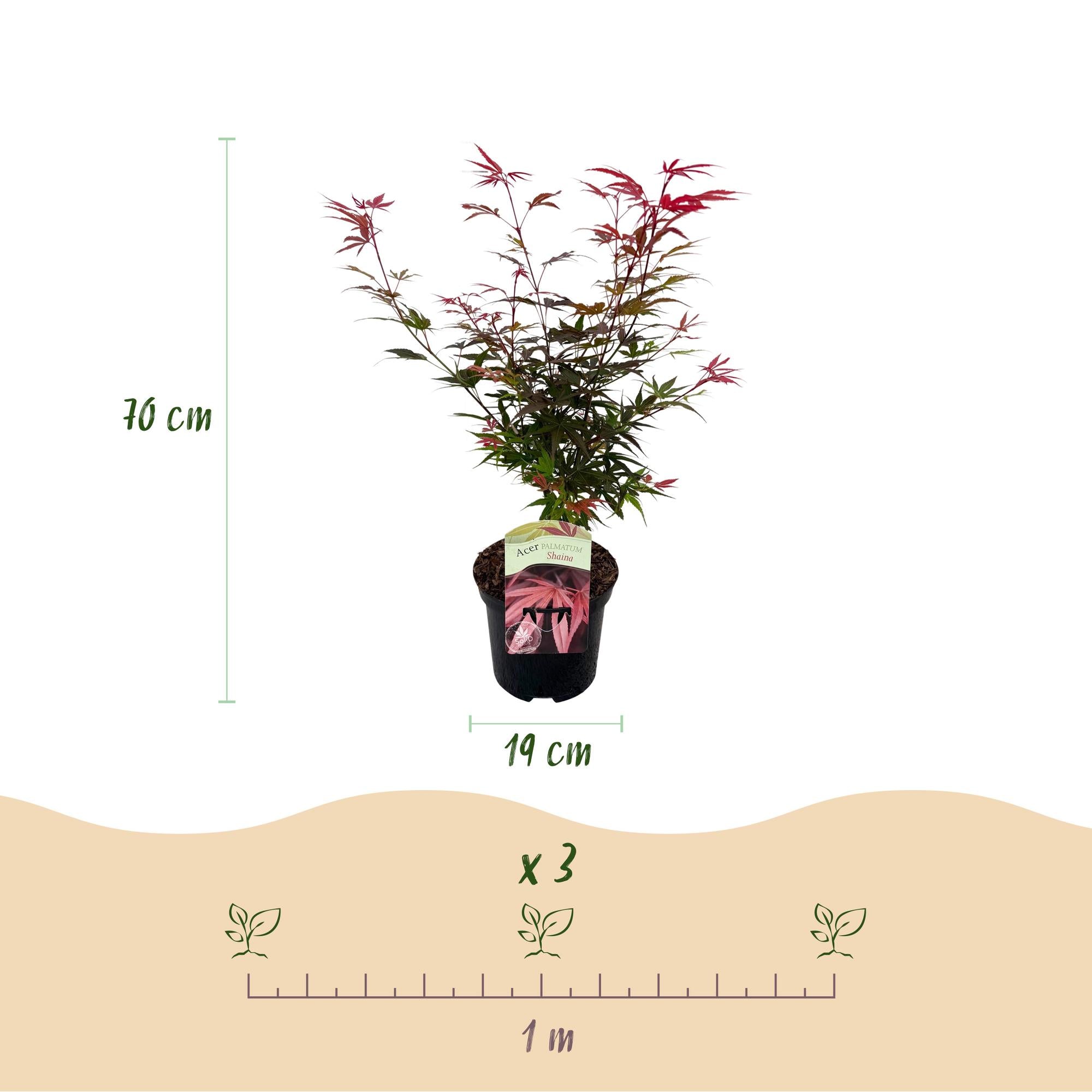 Acer Palmatum 'Shaina' – Japanese maple, deciduous – 19 cm pot, 70 cm tall