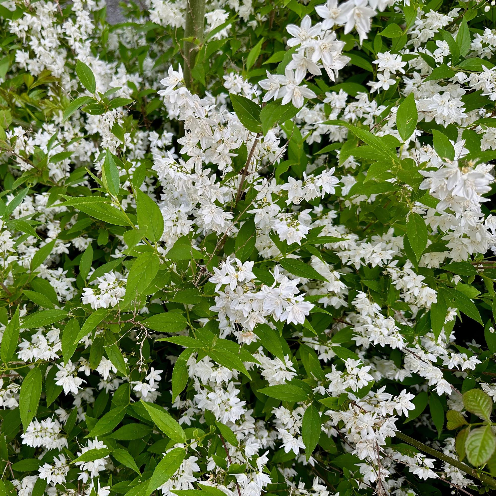 Arbusto di Mayflower (Deutzia gracilis) – fiori bianchi, deciduo, vaso da 17 cm, altezza 45 cm