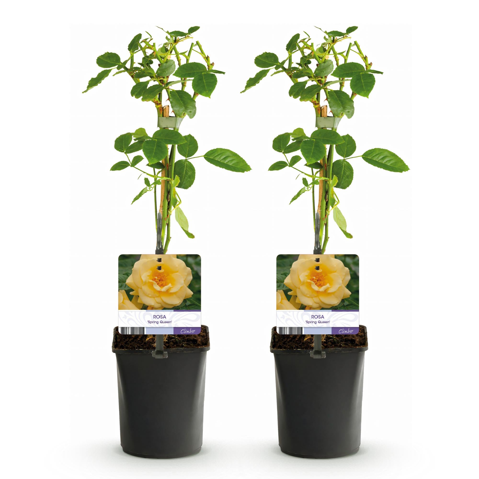 Climbing rose 'Spring Queen' – yellow flowers, easy to care for, 2 plants, 11 cm pot, 40 cm high