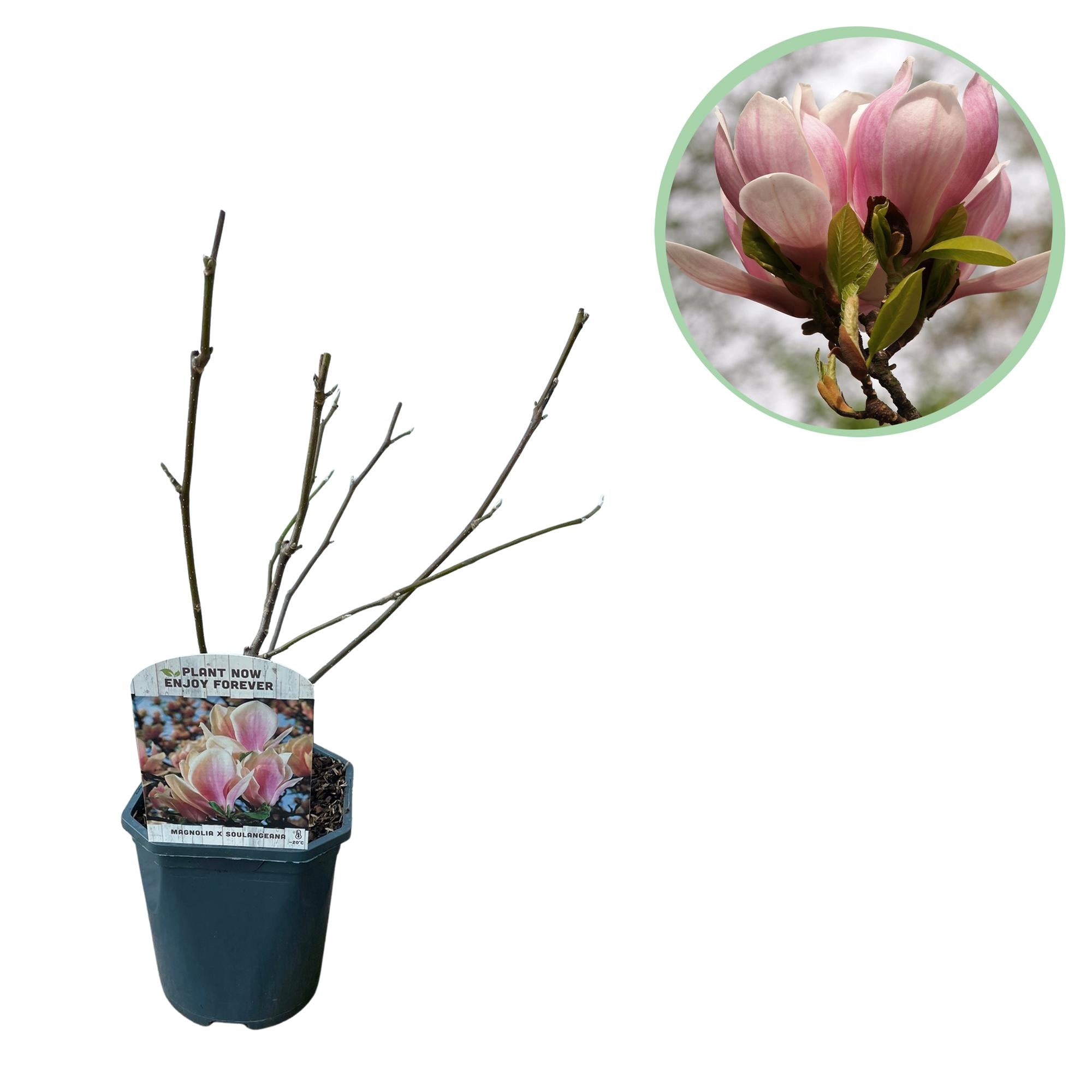 Magnolia soulangiana – arbusto con fiori rosa chiaro, vaso da 17 cm, altezza 45 cm