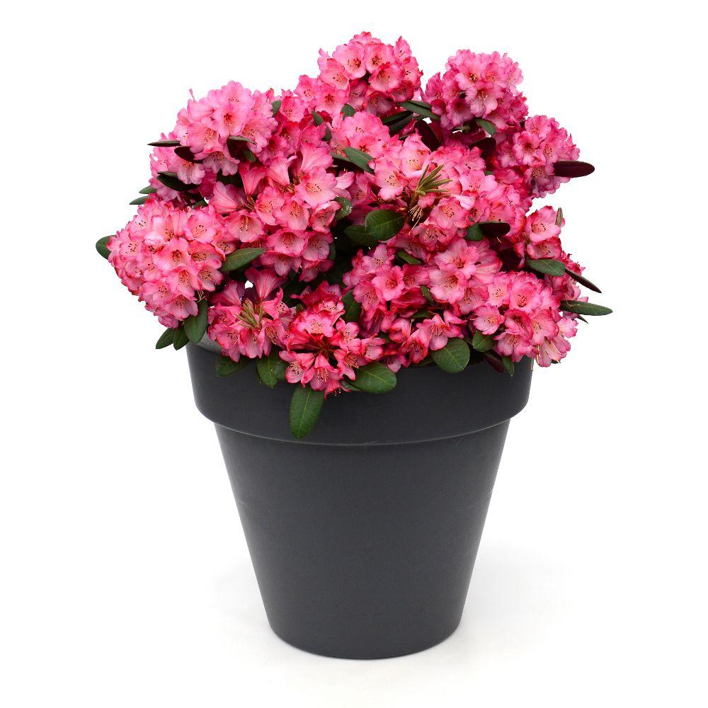 Rhododendron 'Wine & Roses' – evergreen, 13 cm pot, 20 cm tall