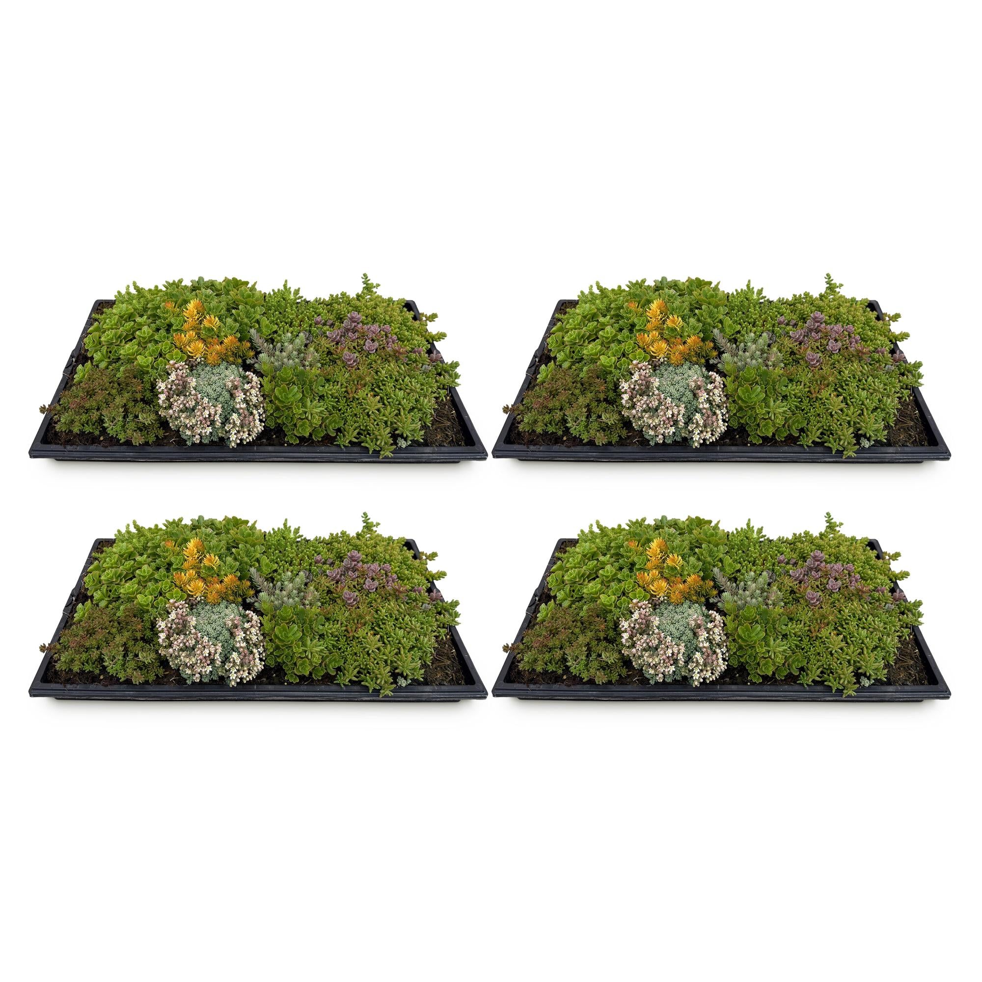 Tappeto tappezzante composto da 10 specie di Sedum – resistente all’inverno, 50 × 30 cm