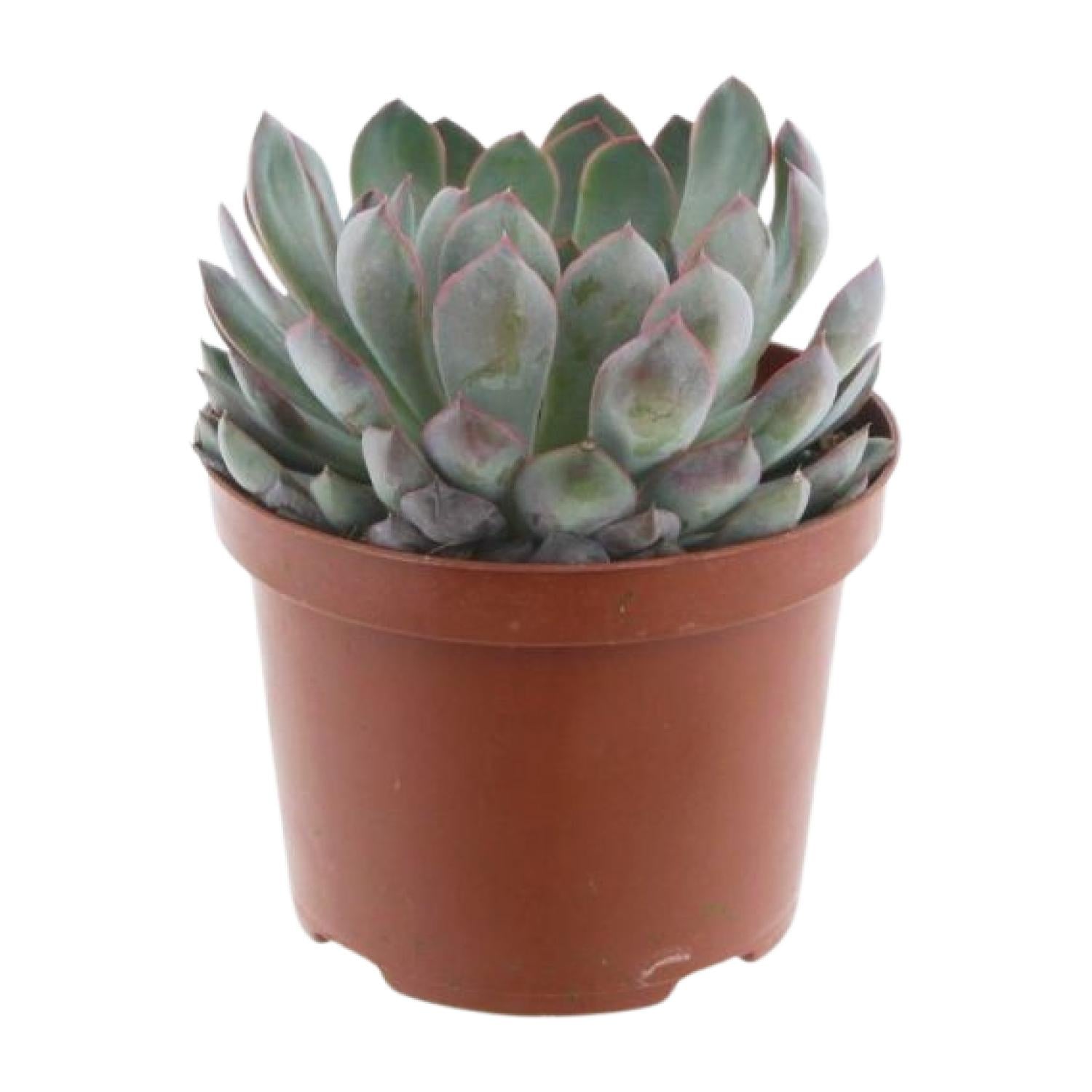 Echeveria Pelisuda – Rosette succulent - 17 cm pot, 30 cm high