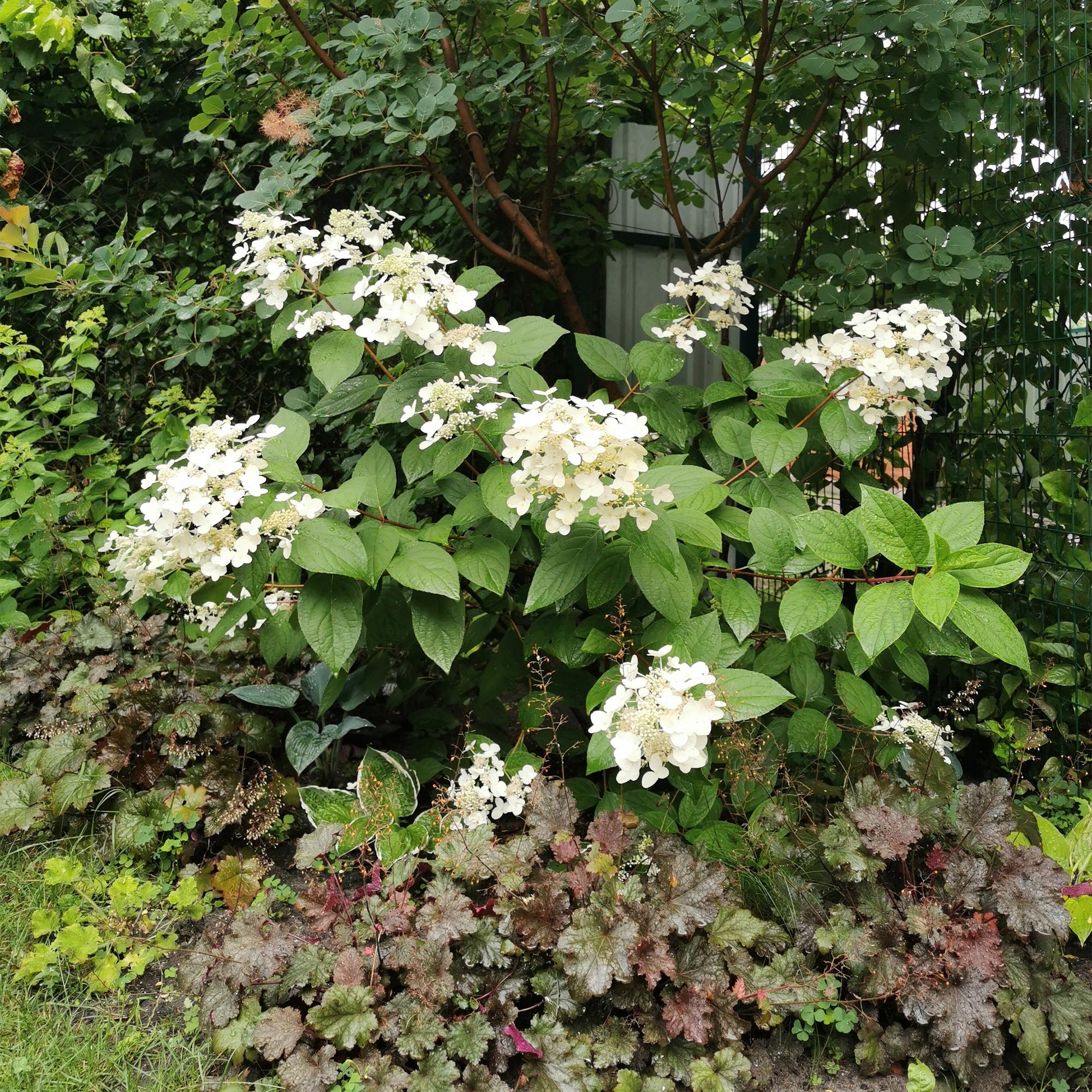 Panicle hydrangea 'Wims Red' – large, two-tone flowers (white-red), 17 cm pot, 50 cm tall