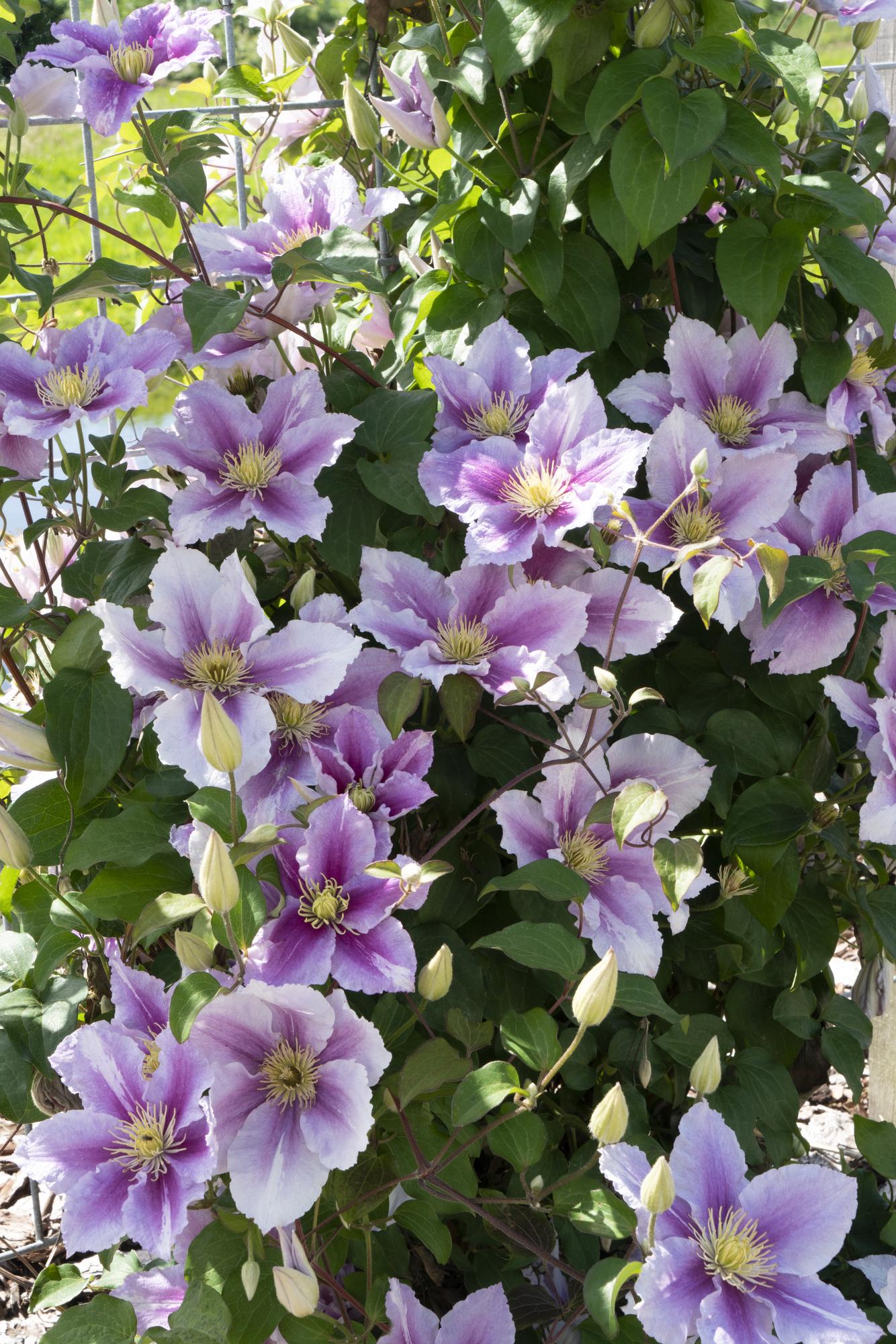 Clematis 'Piilu' – a richly flowering climbing plant with pink blossoms, 15 cm pot, 65 cm