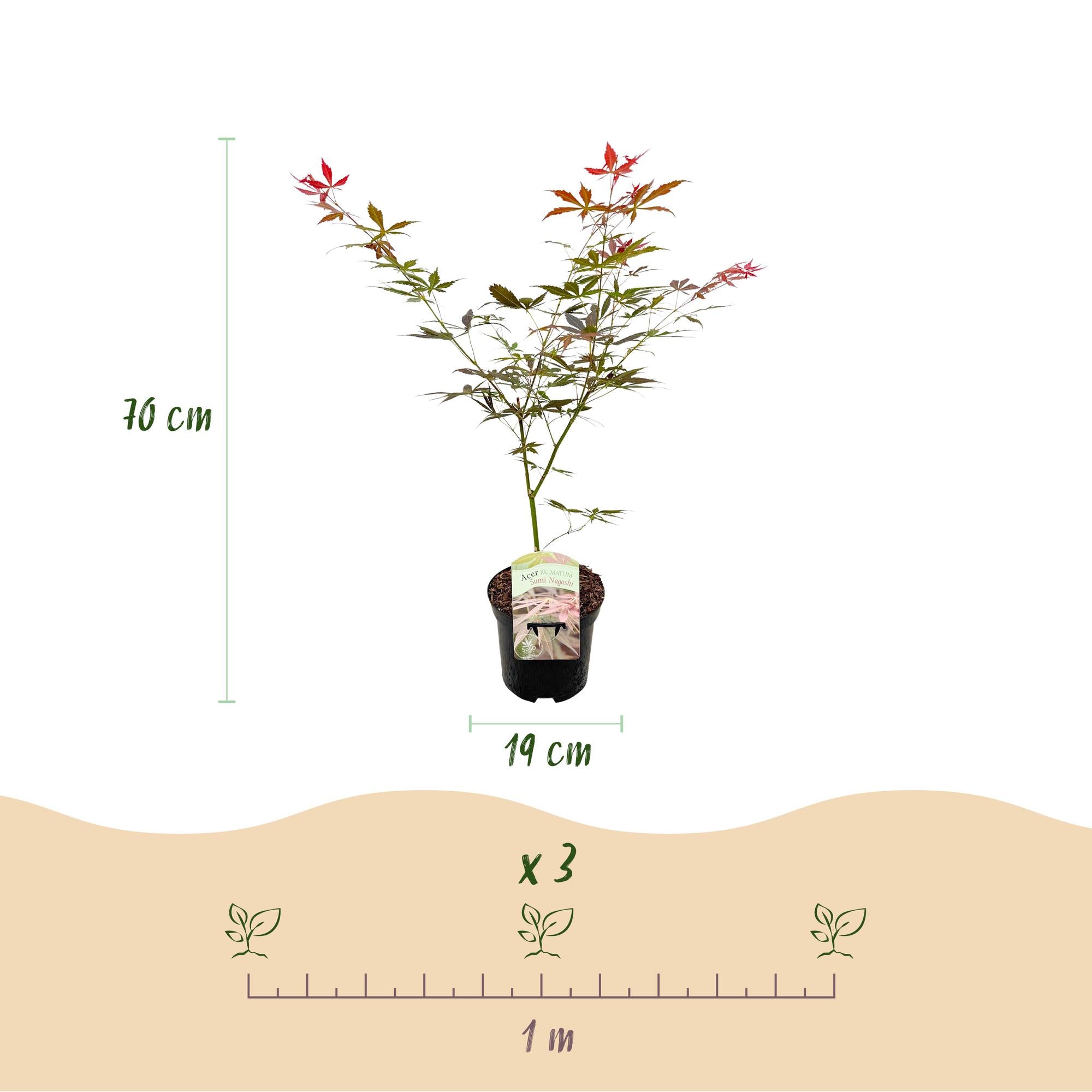 Japanese maple 'Sumi-nagashi' – red, deciduous, 19 cm pot, 70 cm tall
