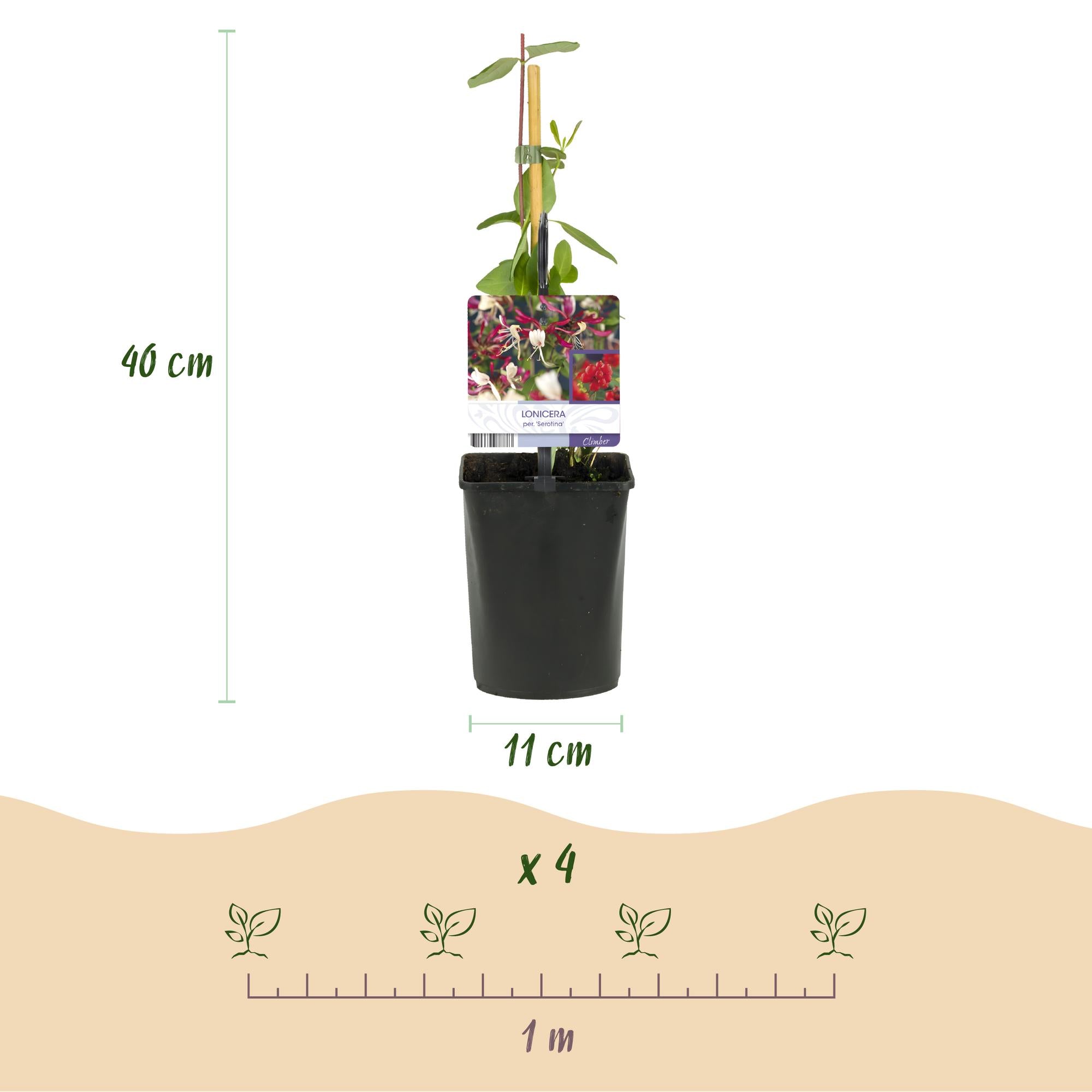 Caprifoglio 'Serotina' – pianta rampicante sempreverde, 2 piante, vaso da 11 cm, 40 cm