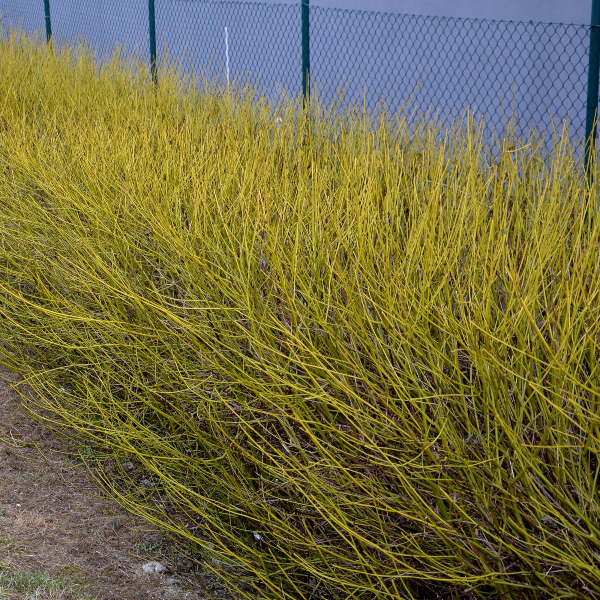 Cornus alba 'Flaviramea' – 1 pianta, rami verdi, vaso da 17 cm, altezza 45 cm